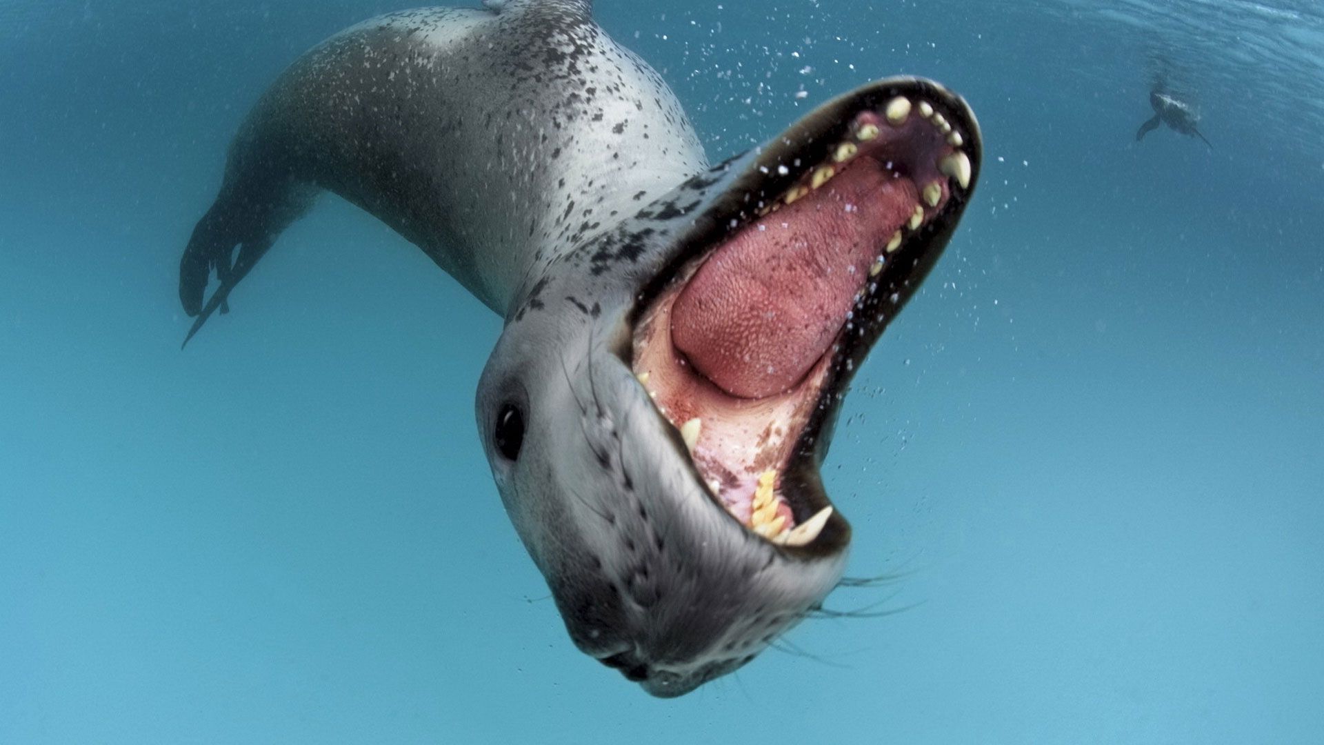 animals, water, to fall, mouth, teeth, language, tongue, sea leopard