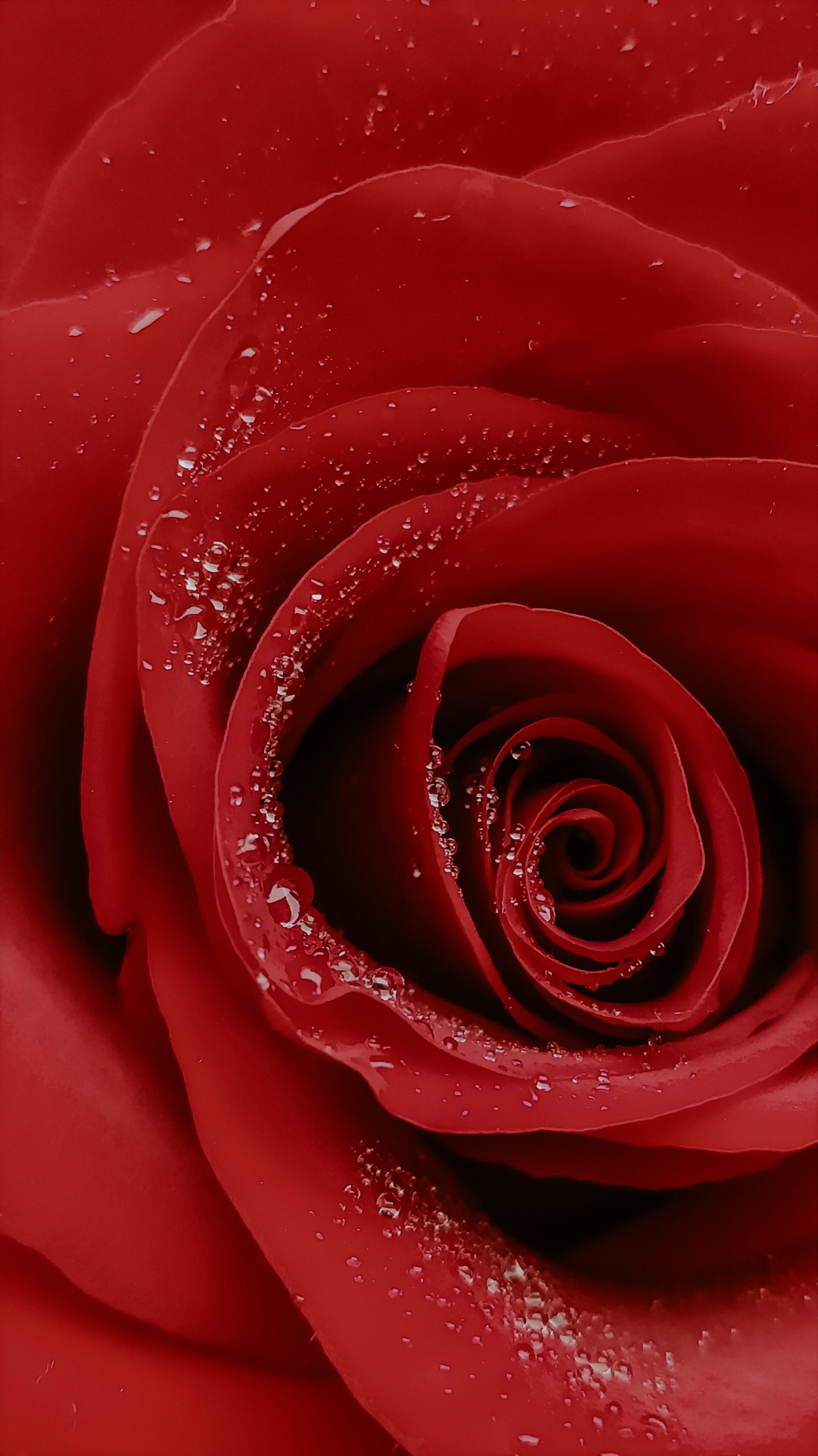 High Definition wallpaper flower, rose, macro, drops