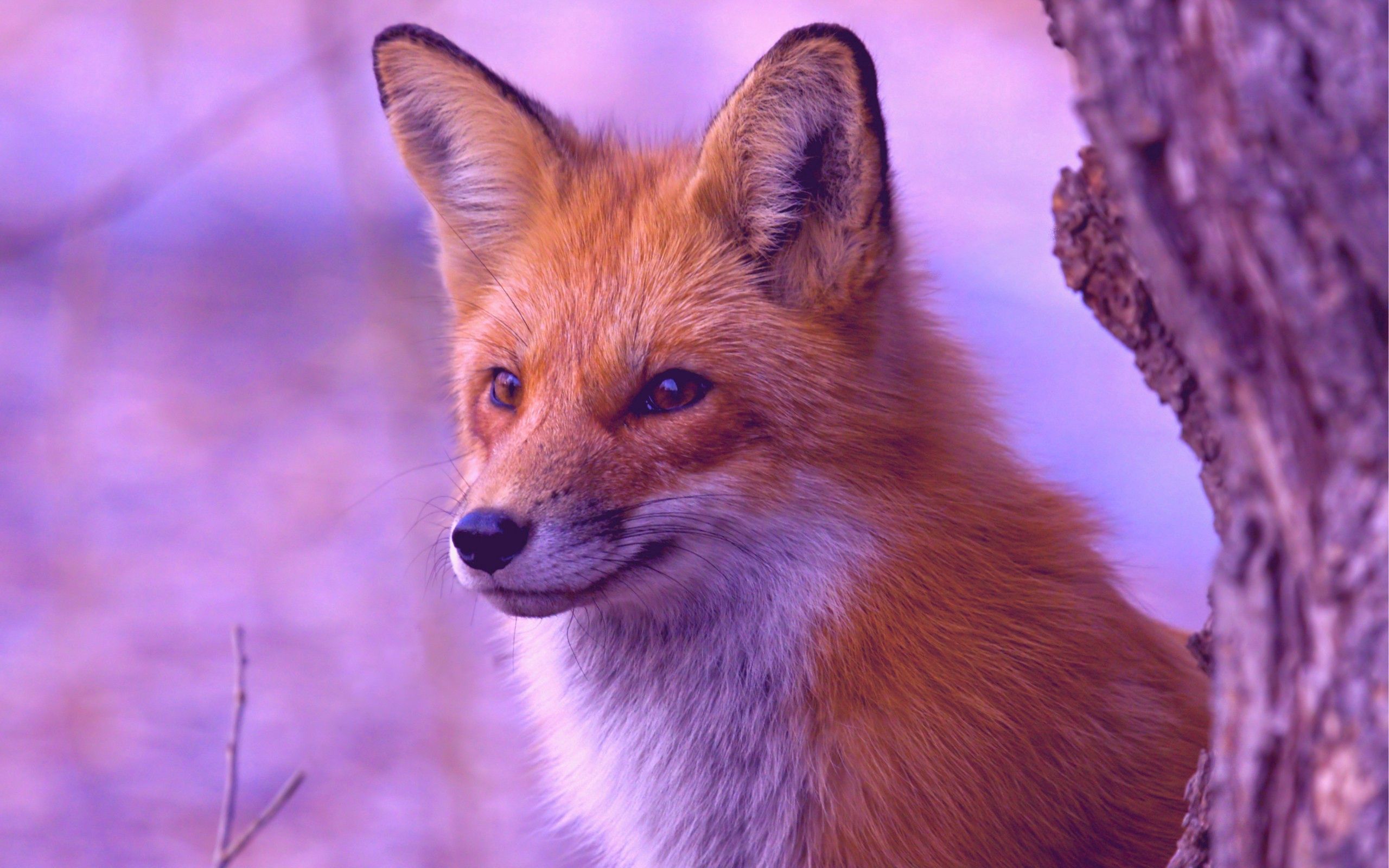 wallpapers fox, animals, wood, tree, muzzle, hunting, hunt, observation