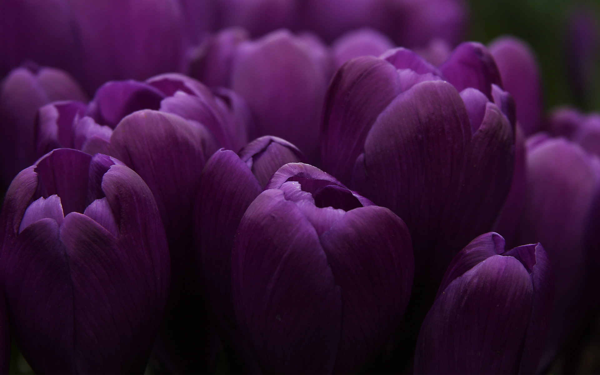 tulip, earth, flower, flowers Smartphone Background