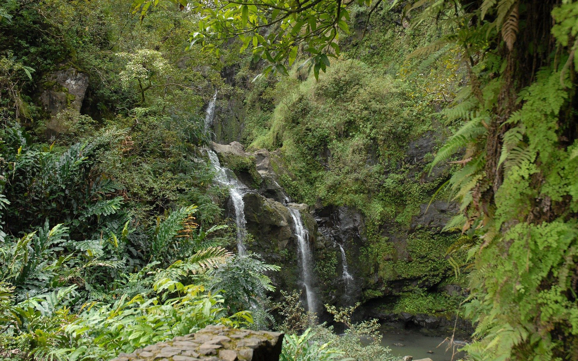 jungle, nature, rocks, waterfall, fern, vegetation 4K