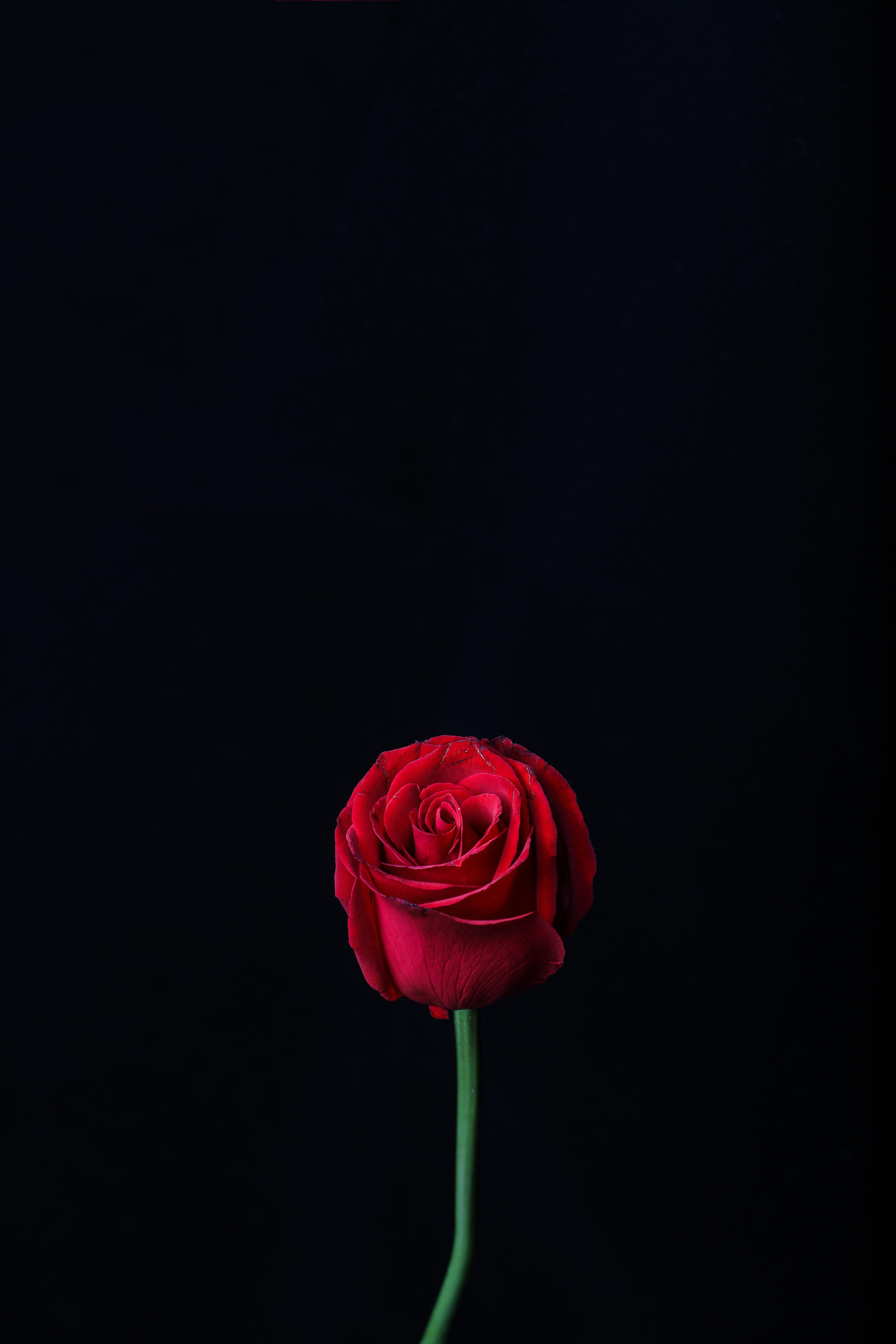 120997 télécharger le fond d'écran rose, fleur, fleurs, rouge, sombre, une rose, bourgeon - économiseurs d'écran et images gratuitement