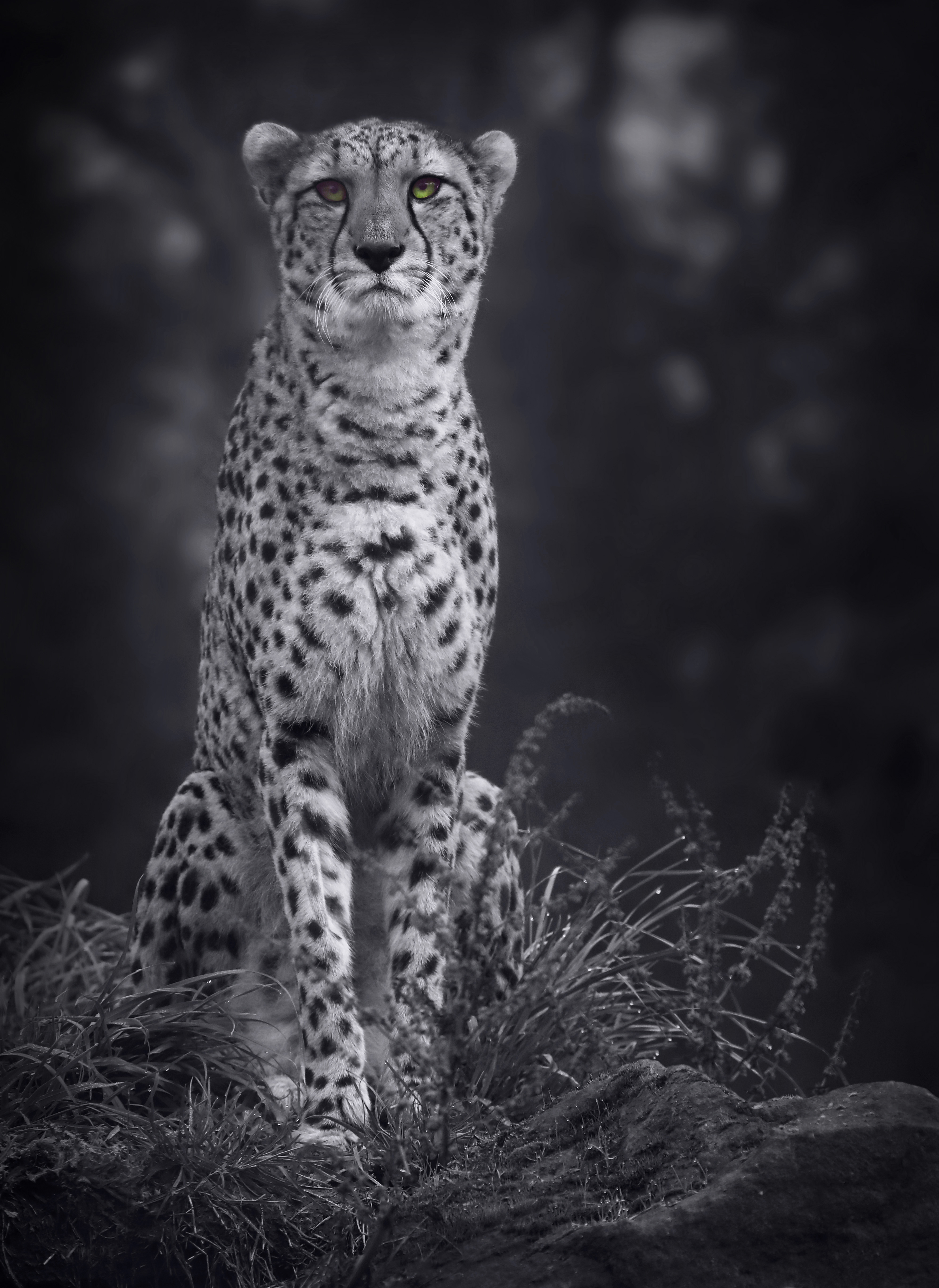125254 Hintergrundbild herunterladen tiere, raubtier, predator, große katze, big cat, gepard, bw, chb, einfarbig, monochrom - Bildschirmschoner und Bilder kostenlos