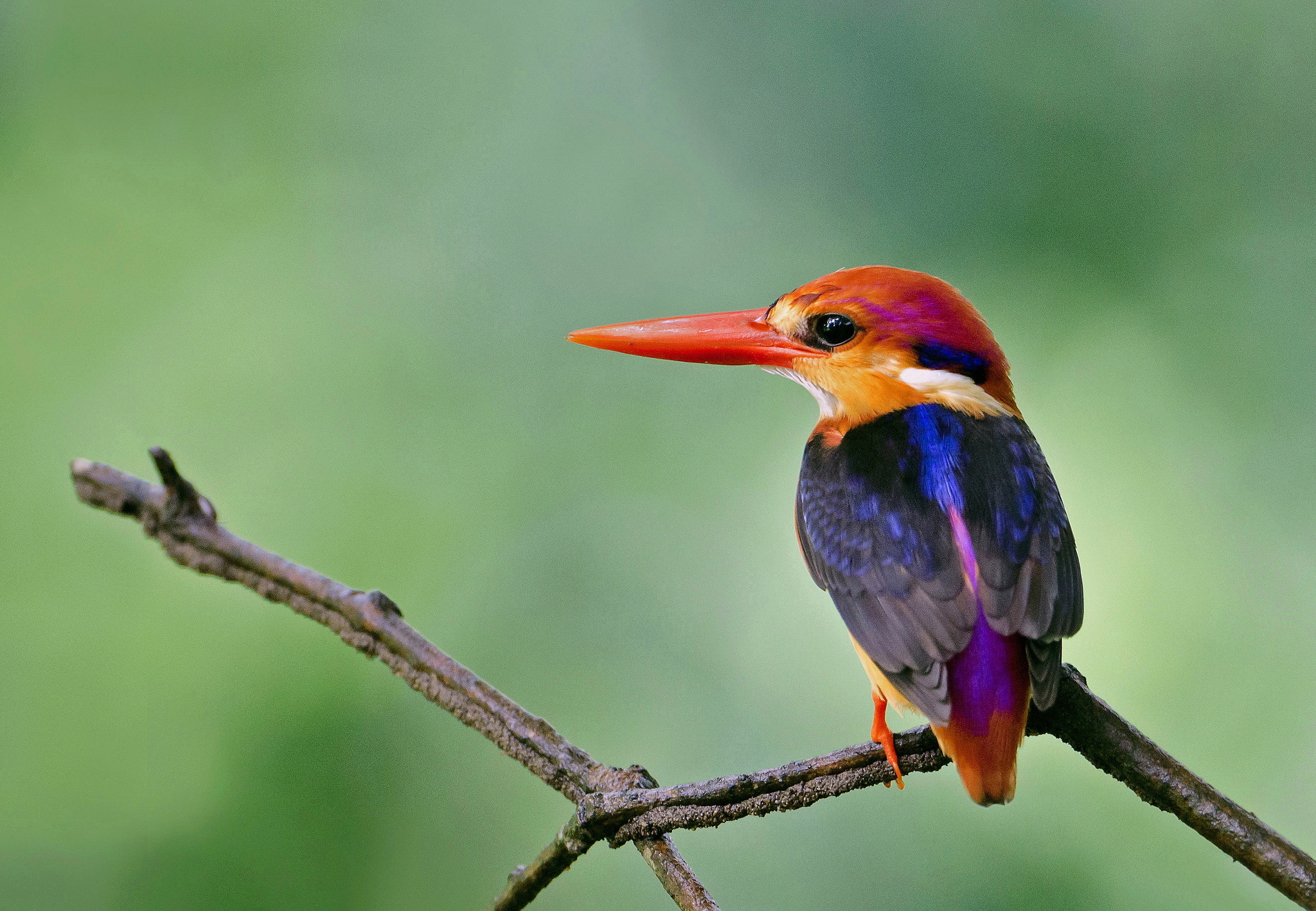 HD desktop wallpaper: Birds, Animal, Kingfisher download free picture  #304244