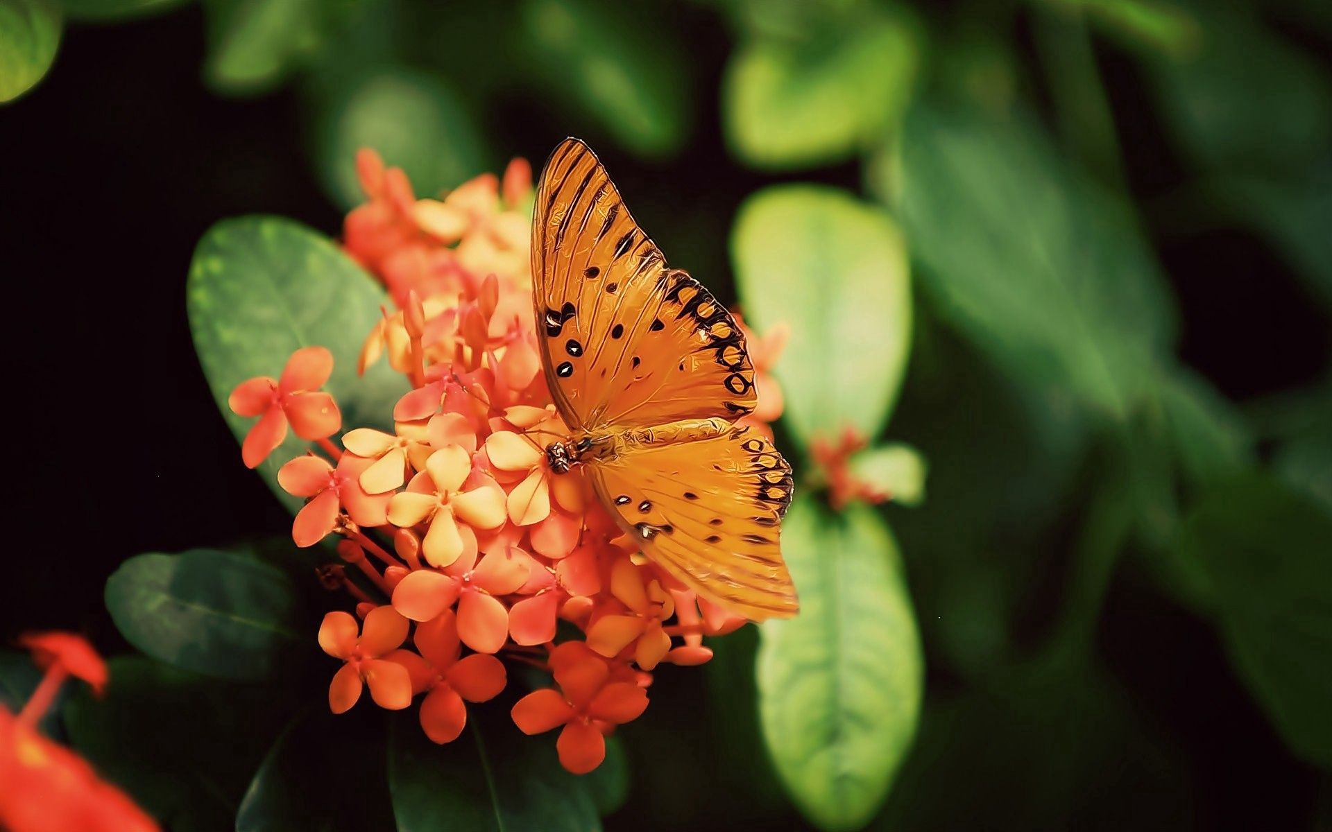 Laden Sie das Blumen, Pflanze, Makro, Schmetterling-Bild kostenlos auf Ihren PC-Desktop herunter
