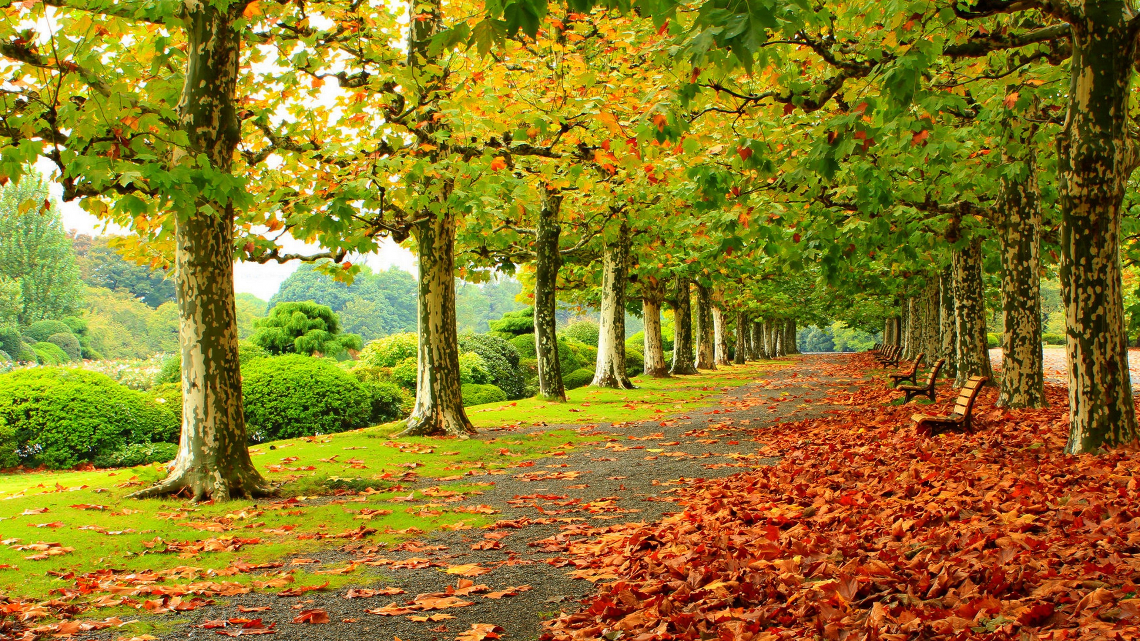photography, tree, park, fall, bench, leaf High Definition image