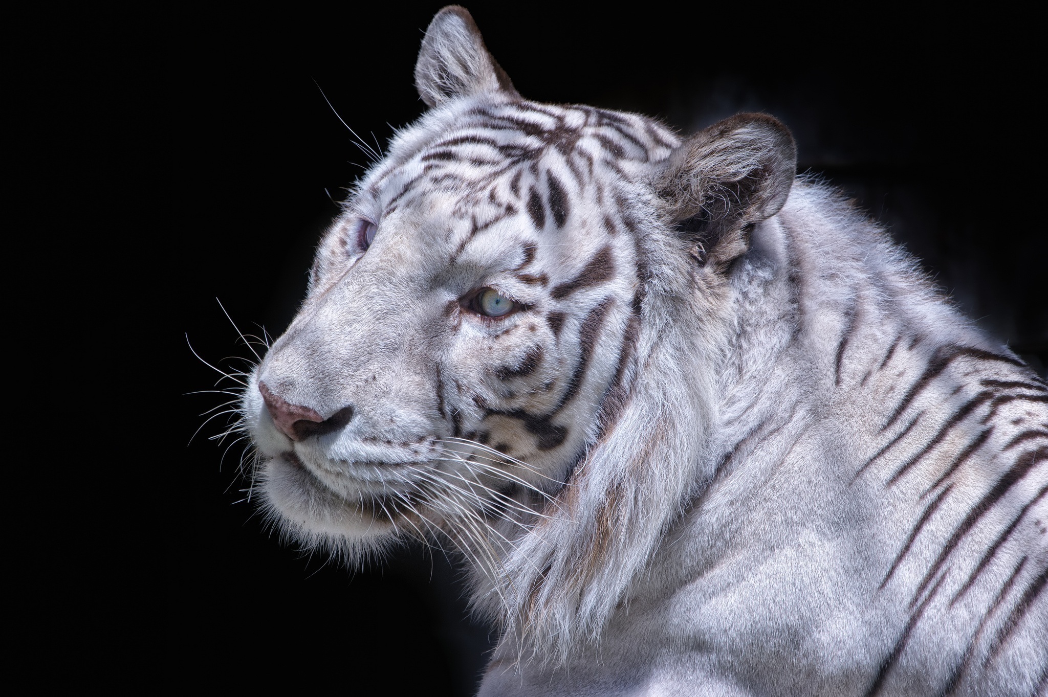 56309 скачать обои животные, морда, хищник, кошка, белый тигр - заставки и картинки бесплатно