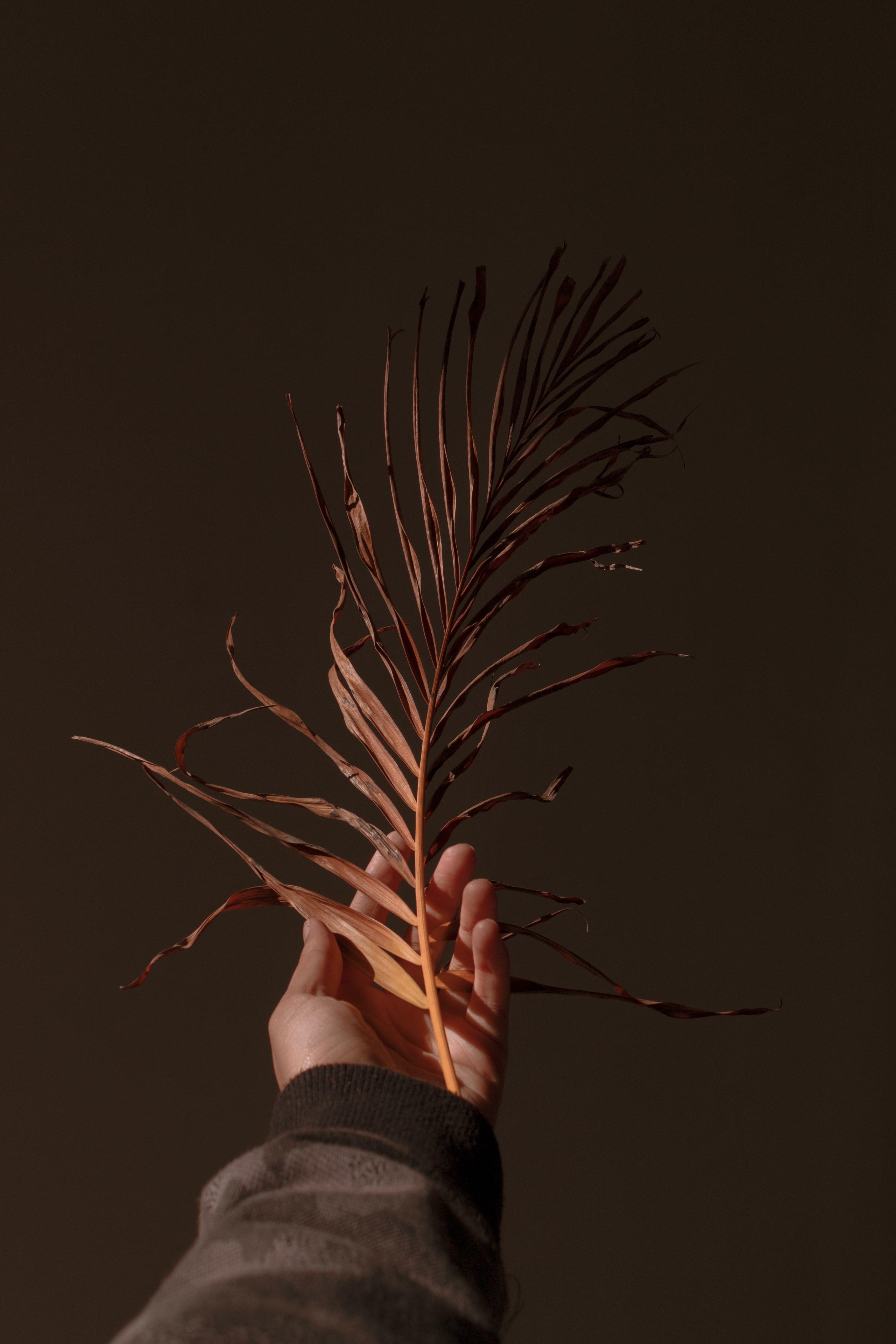 dry, hand, branch, plant, miscellaneous, miscellanea Free Stock Photo