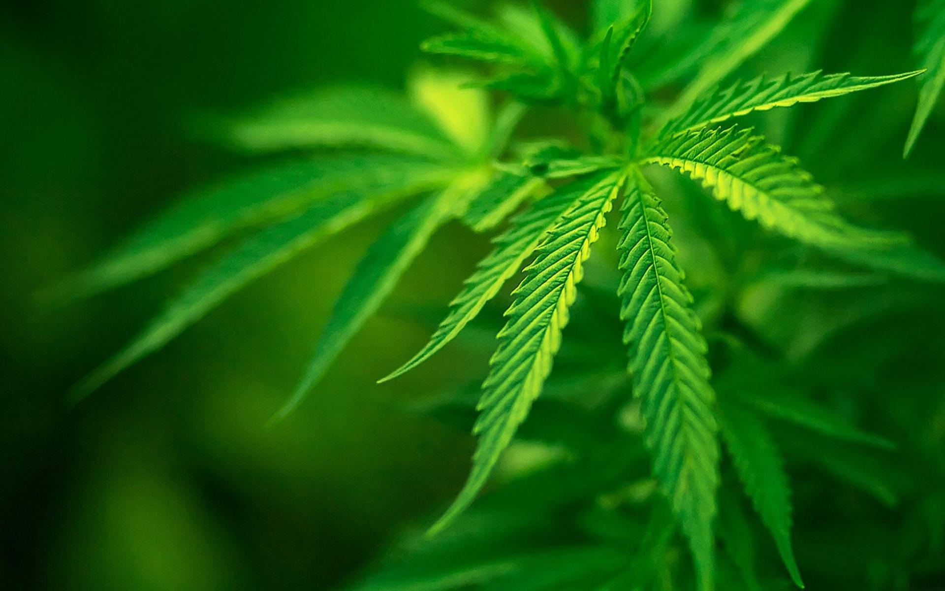 Скачать фотографии конопли bbc как действует наркотики марихуана