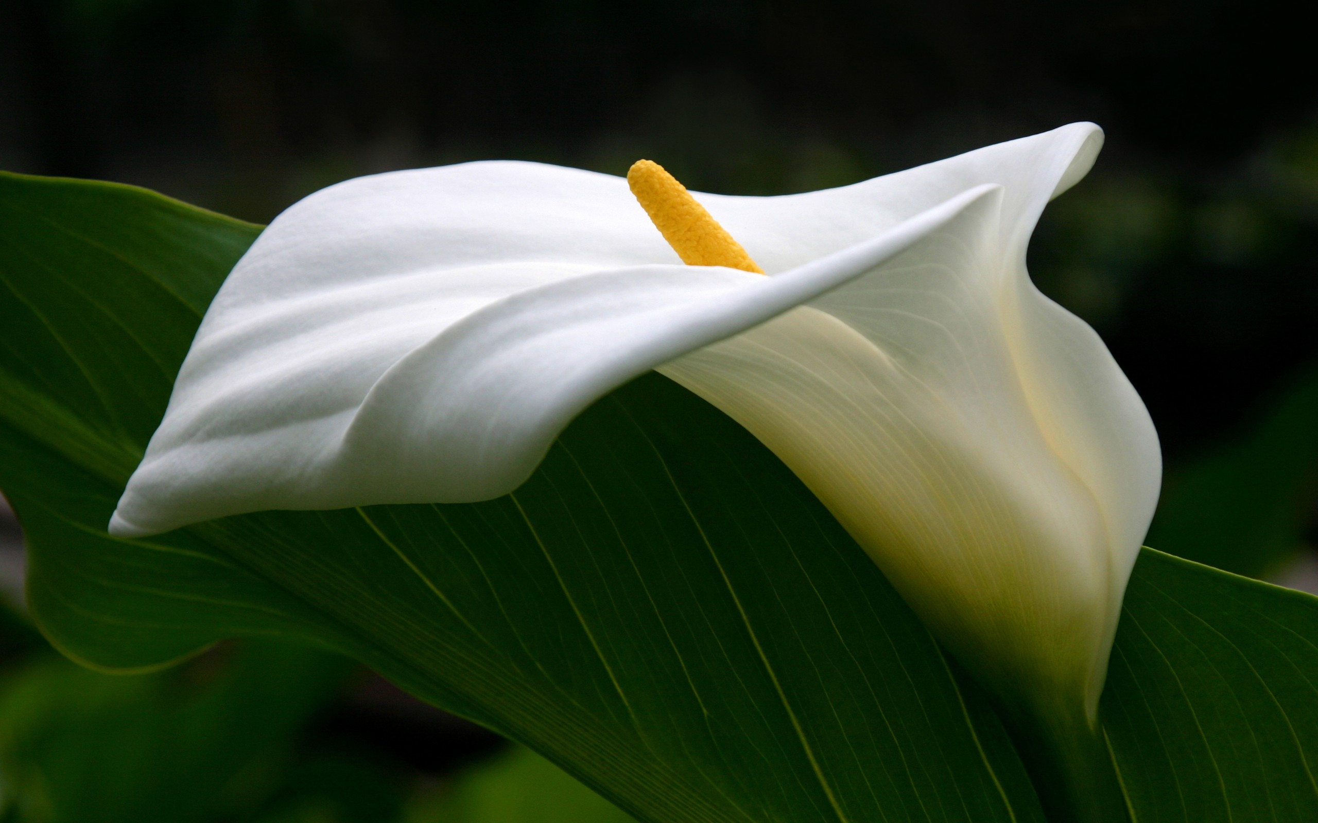 earth, calla lily, close up, flower, leaf, lily, white flower, flowers