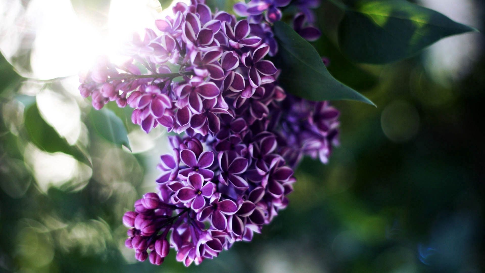 Laden Sie das Lilac, Pflanze, Makro, Ast, Zweig, Schatten-Bild kostenlos auf Ihren PC-Desktop herunter