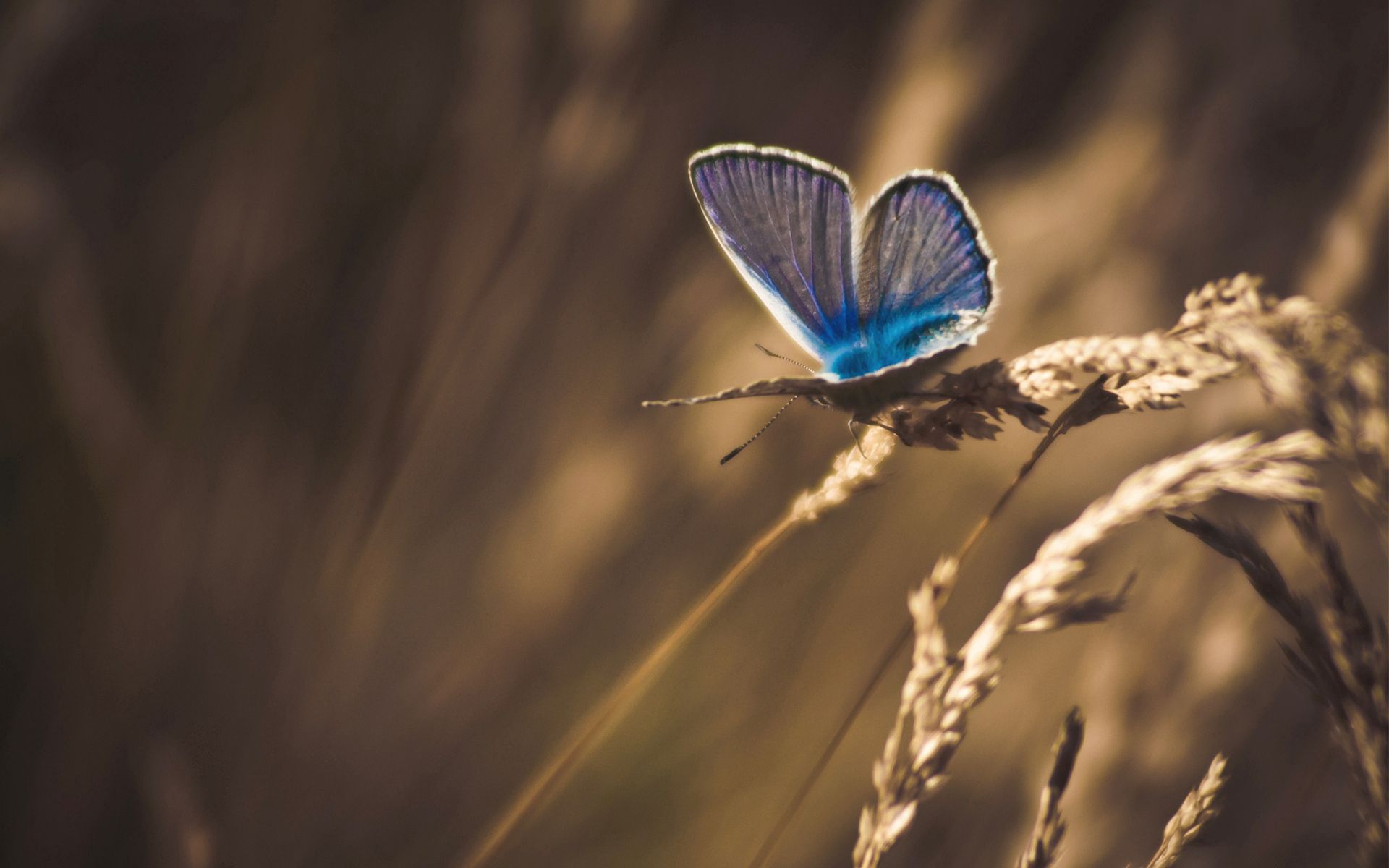 grass, processing, butterfly, macro Free HD pic