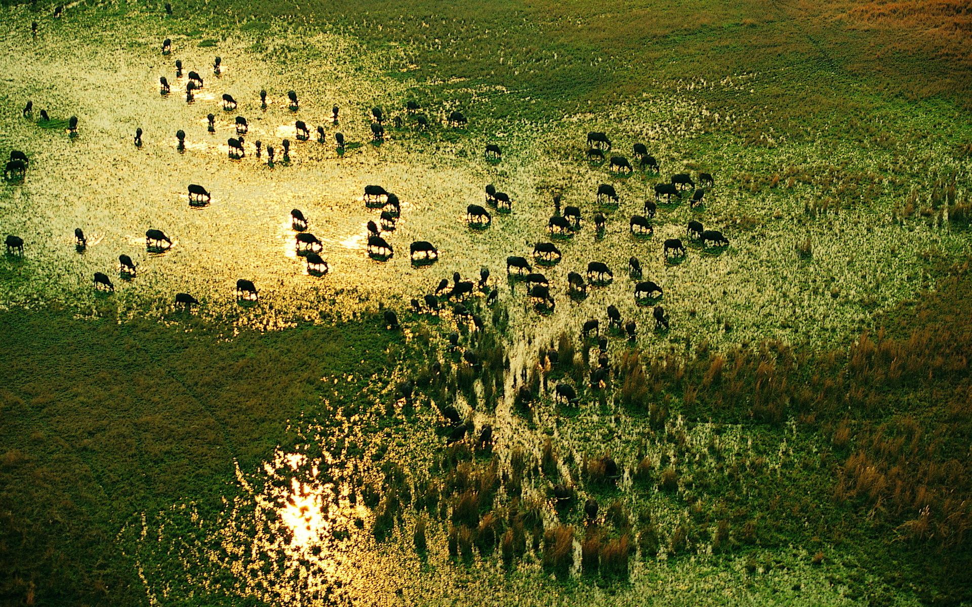 Laden Sie das Tiere, Natur, Grass, Herde, Bewässerung, Wasserloch-Bild kostenlos auf Ihren PC-Desktop herunter