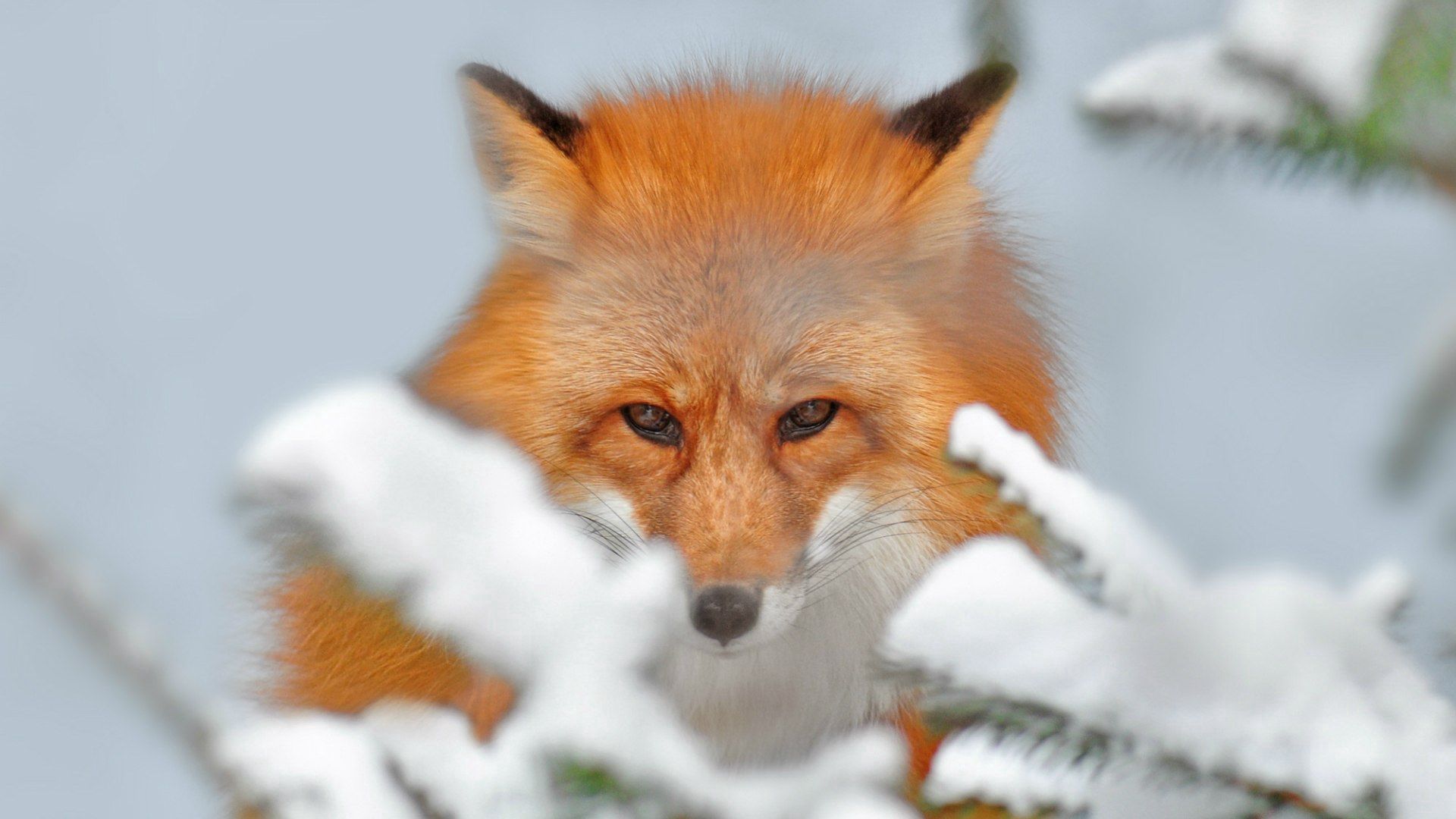 animals, snow, fox, ears, spout phone background