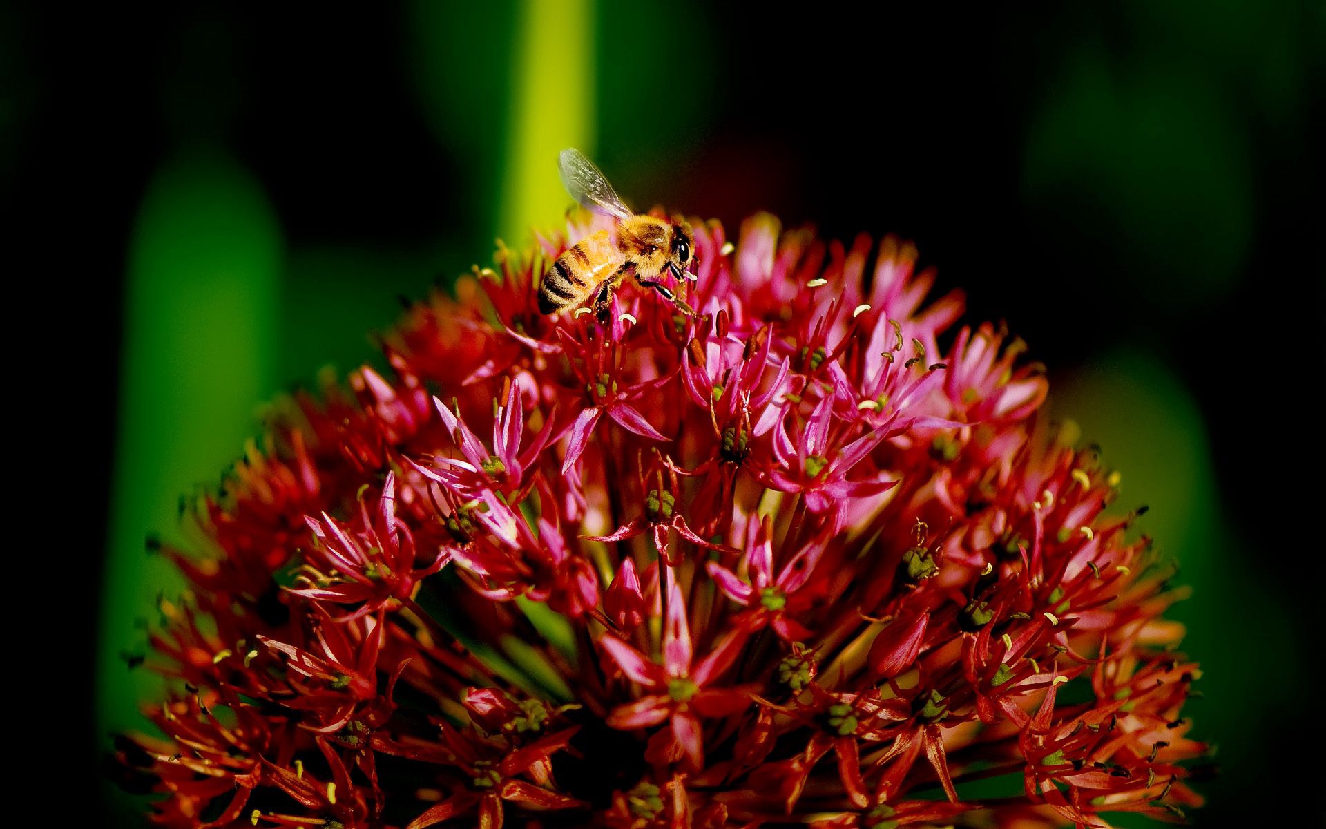 133202 Hintergrundbilder und Biene Bilder auf dem Desktop. Laden Sie pflanze, makro, blume, dunkel Bildschirmschoner kostenlos auf den PC herunter