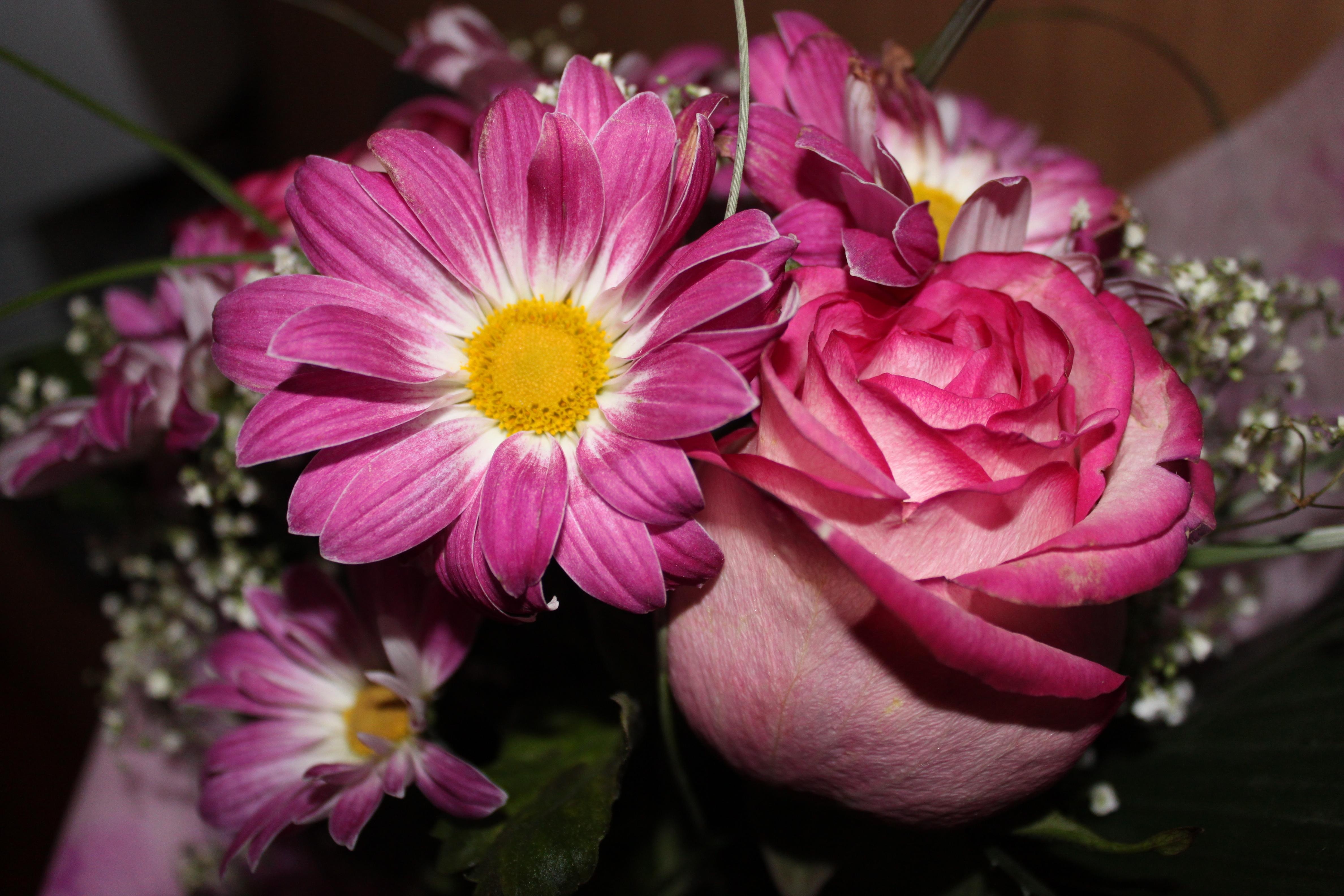 Handy-Wallpaper Blumen, Rose, Nahaufnahme, Strauß, Bouquet, Nahansicht, Schleierkraut, Gipsophile kostenlos herunterladen.