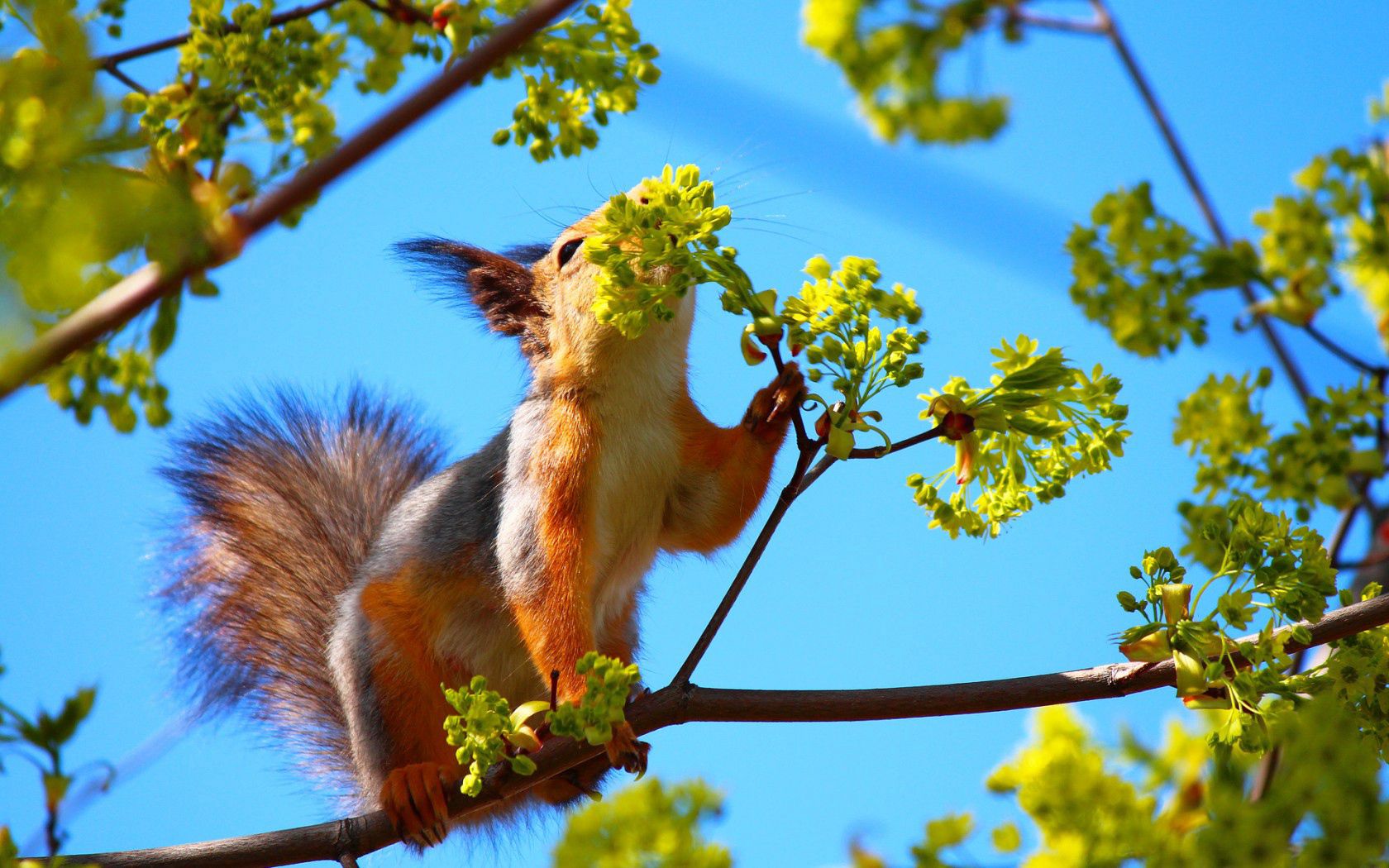 wood, animals, squirrel, flowers, tree, branch lock screen backgrounds