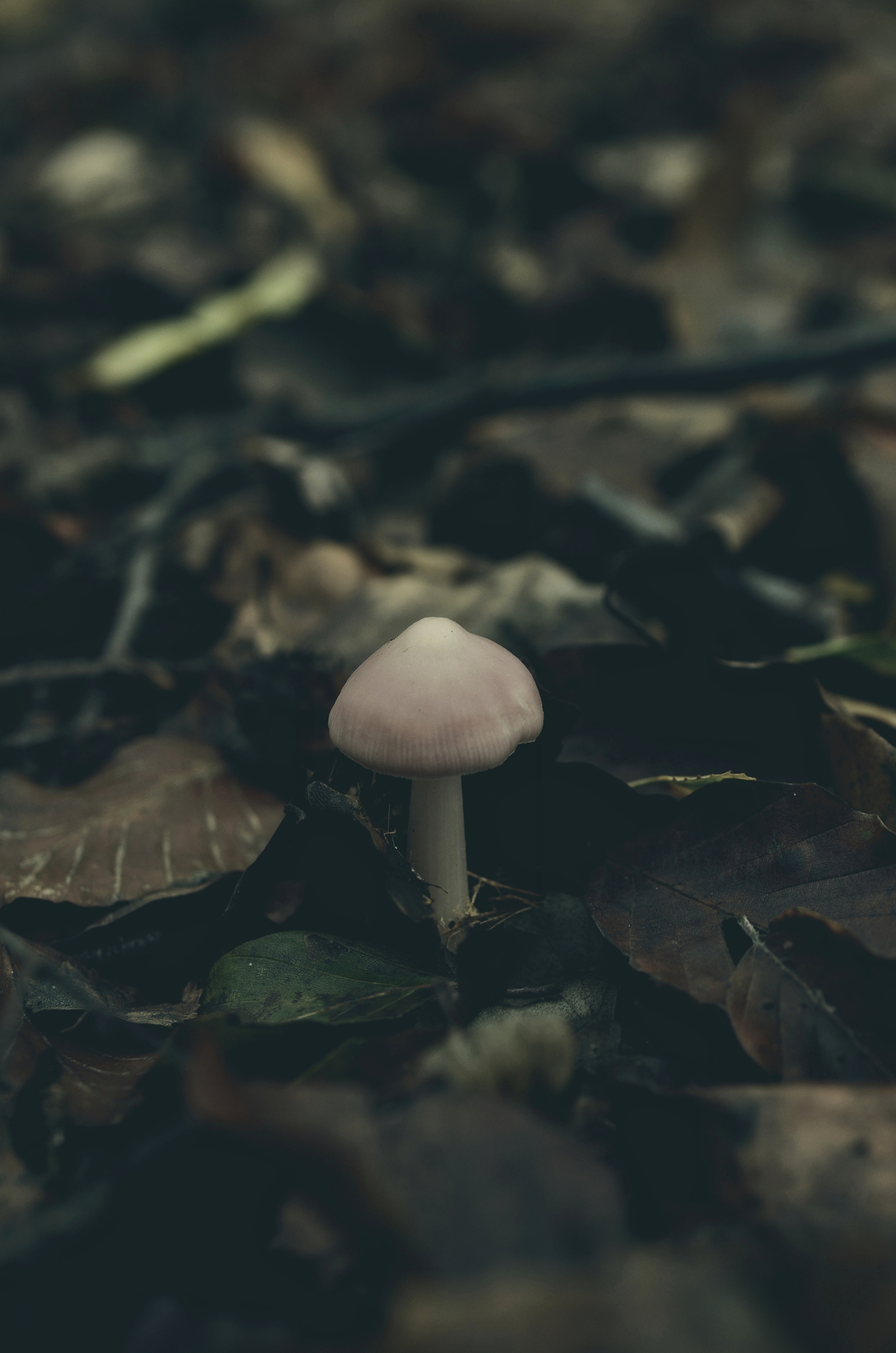 mushroom, autumn, macro, foliage