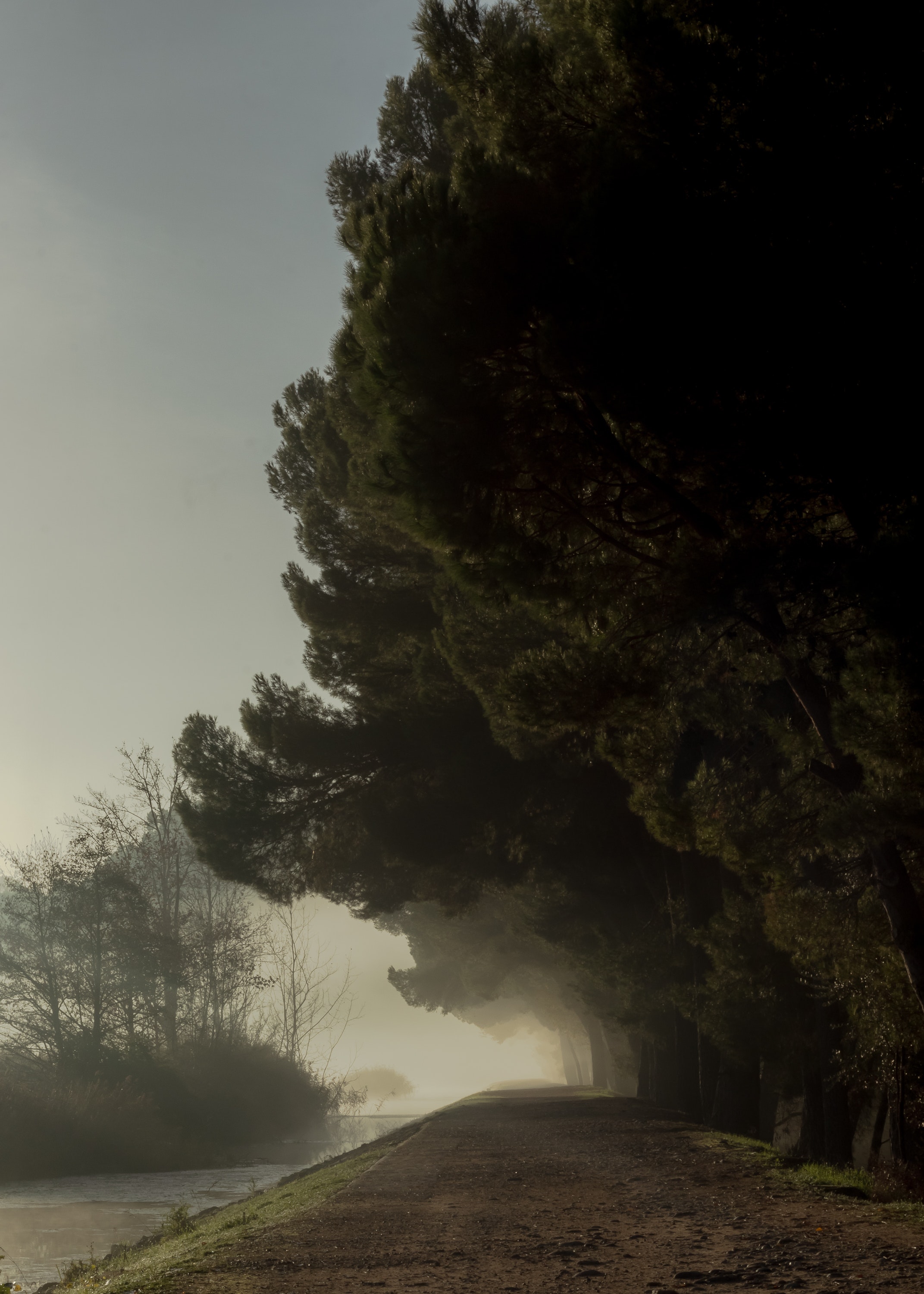Fog trees, path, park, nature 4k Wallpaper