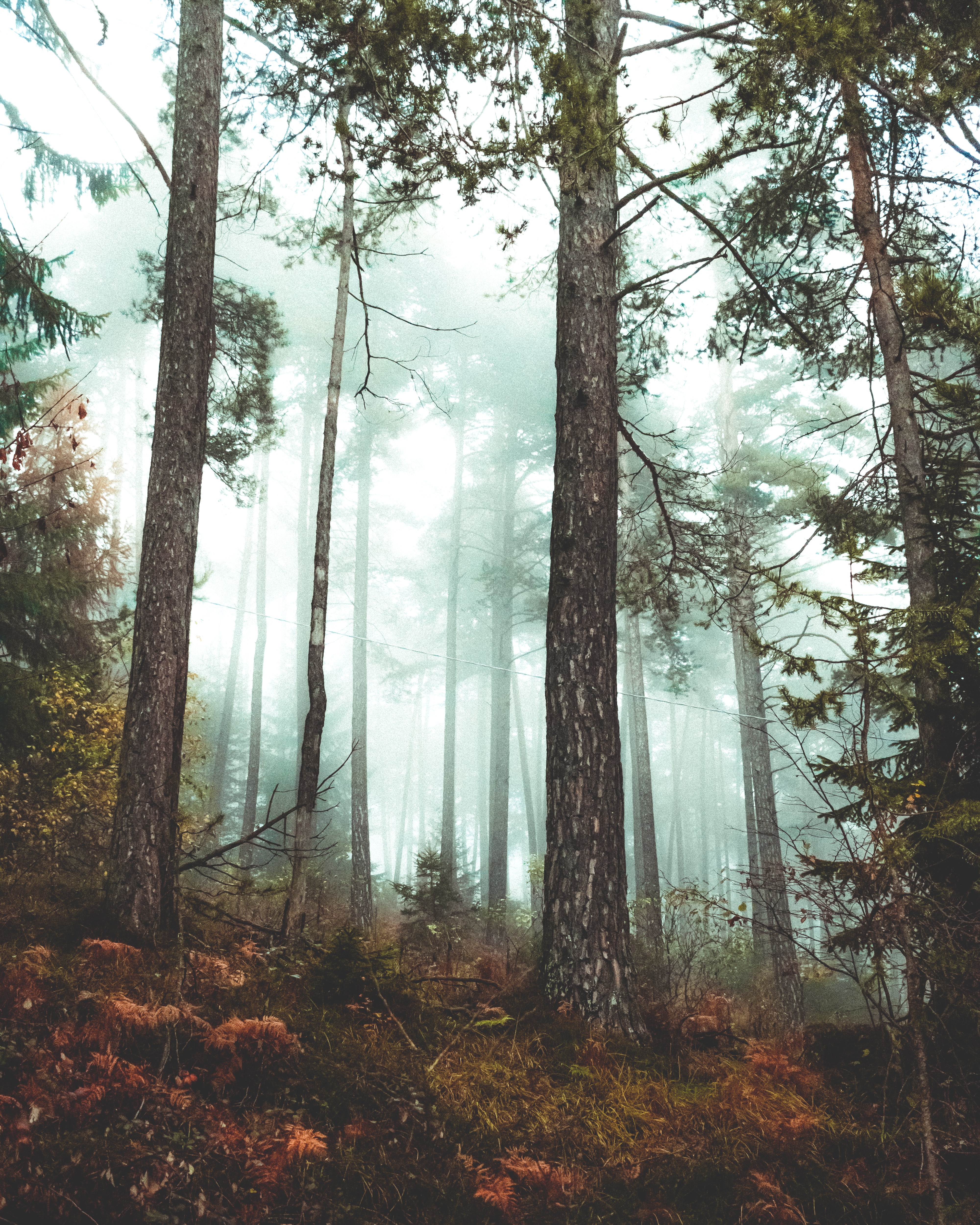 お使いの携帯電話の156883スクリーンセーバーと壁紙森。 自然, 森林, 秋, 霧の写真を無料でダウンロード