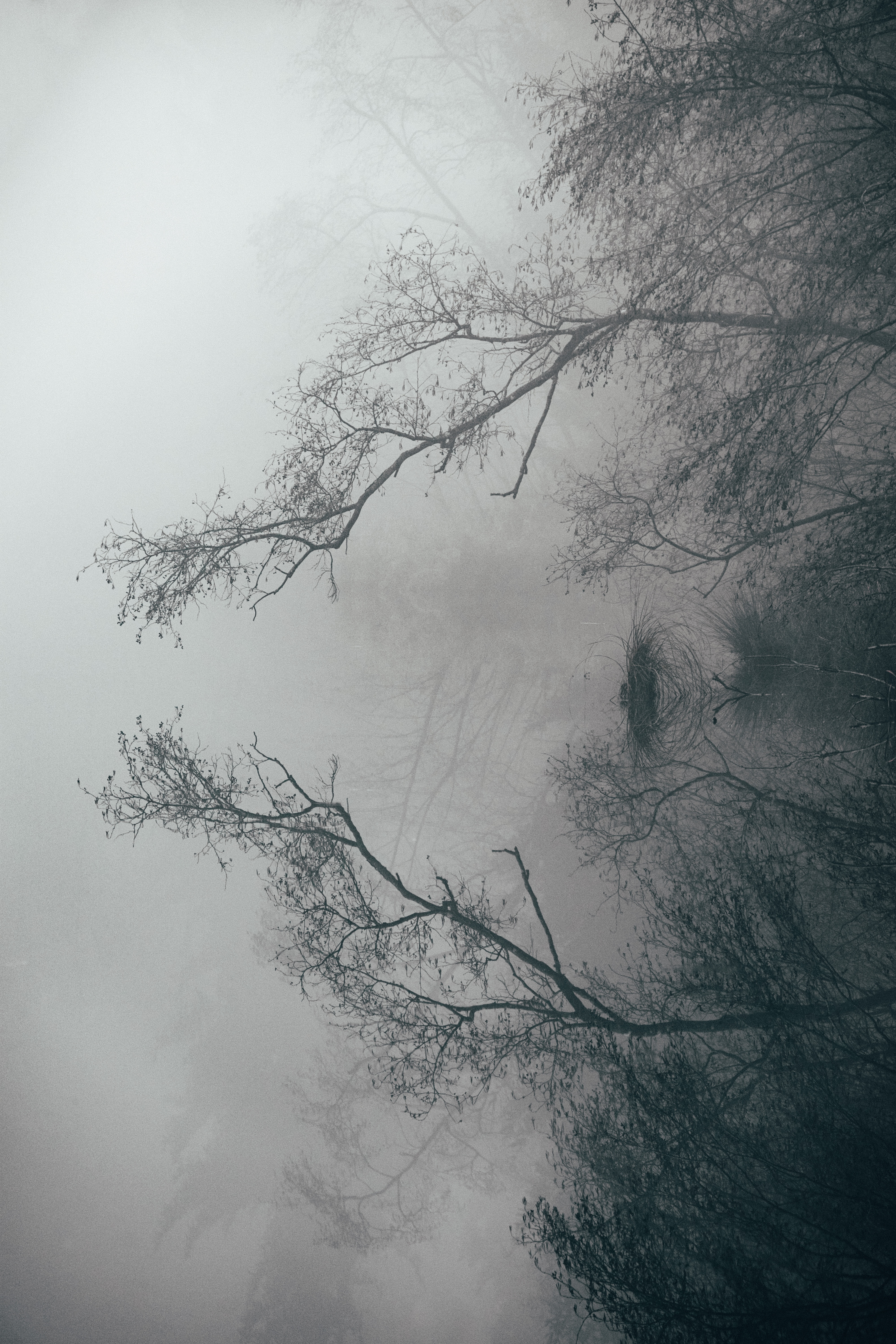 fog, landscape, nature, lake, reflection, branches images