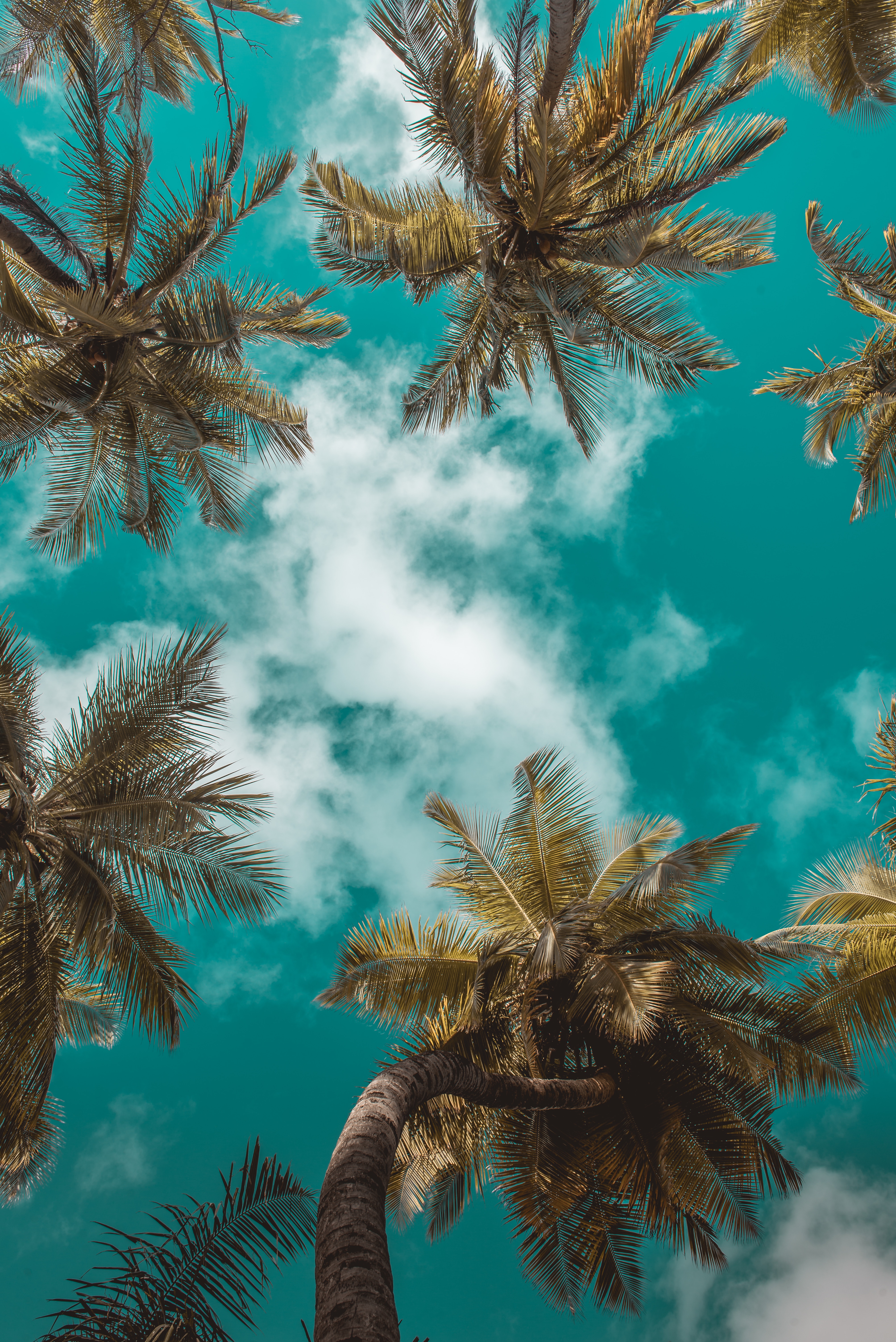 leaves, palms, nature, branches, sky, clouds, tropics, bottom view