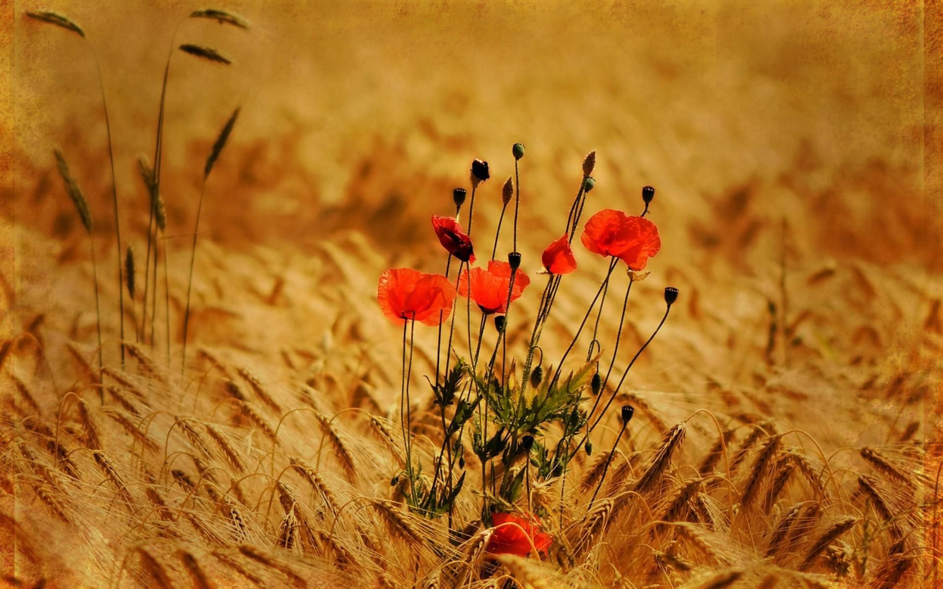 Mobile HD Wallpaper Poppies field, flowers, nature, spikes