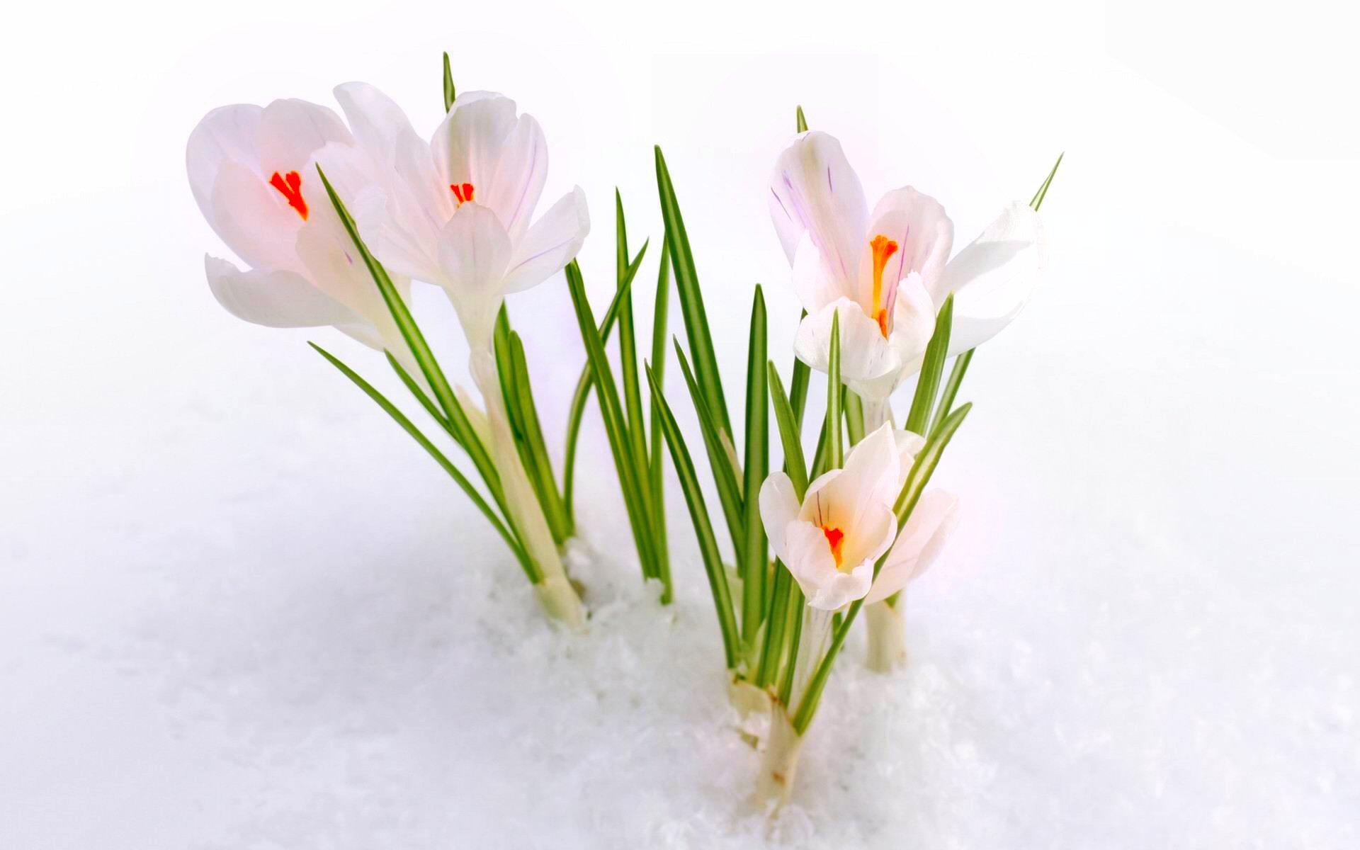 spring, earth, crocus, flower, nature, snow, white, flowers