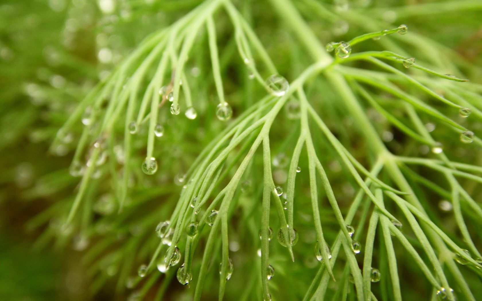grass, drops, macro, wet, dew, humid