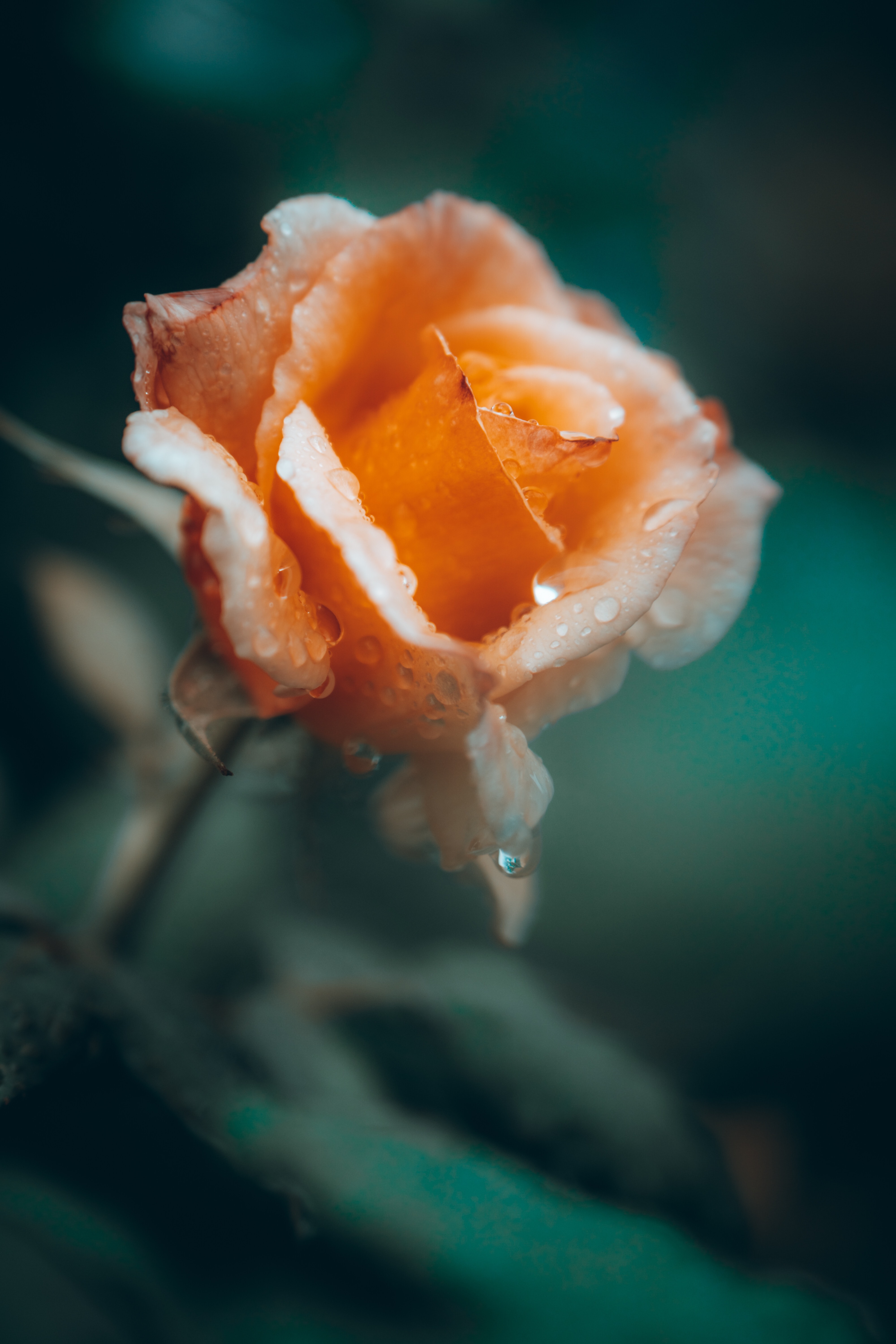 Laden Sie das Blumen, Drops, Blume, Rose, Blütenblätter, Nass-Bild kostenlos auf Ihren PC-Desktop herunter