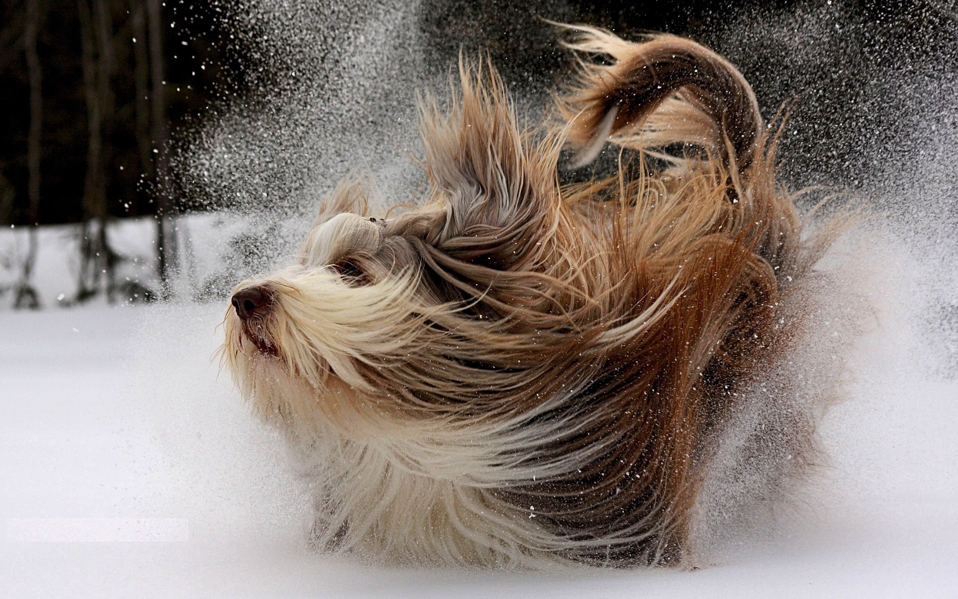 Handy-Wallpaper Tiere, Schnee, Hund, Abspielen, Spielen, Yorkshire-Terrier, Yorkshire Terrier kostenlos herunterladen.