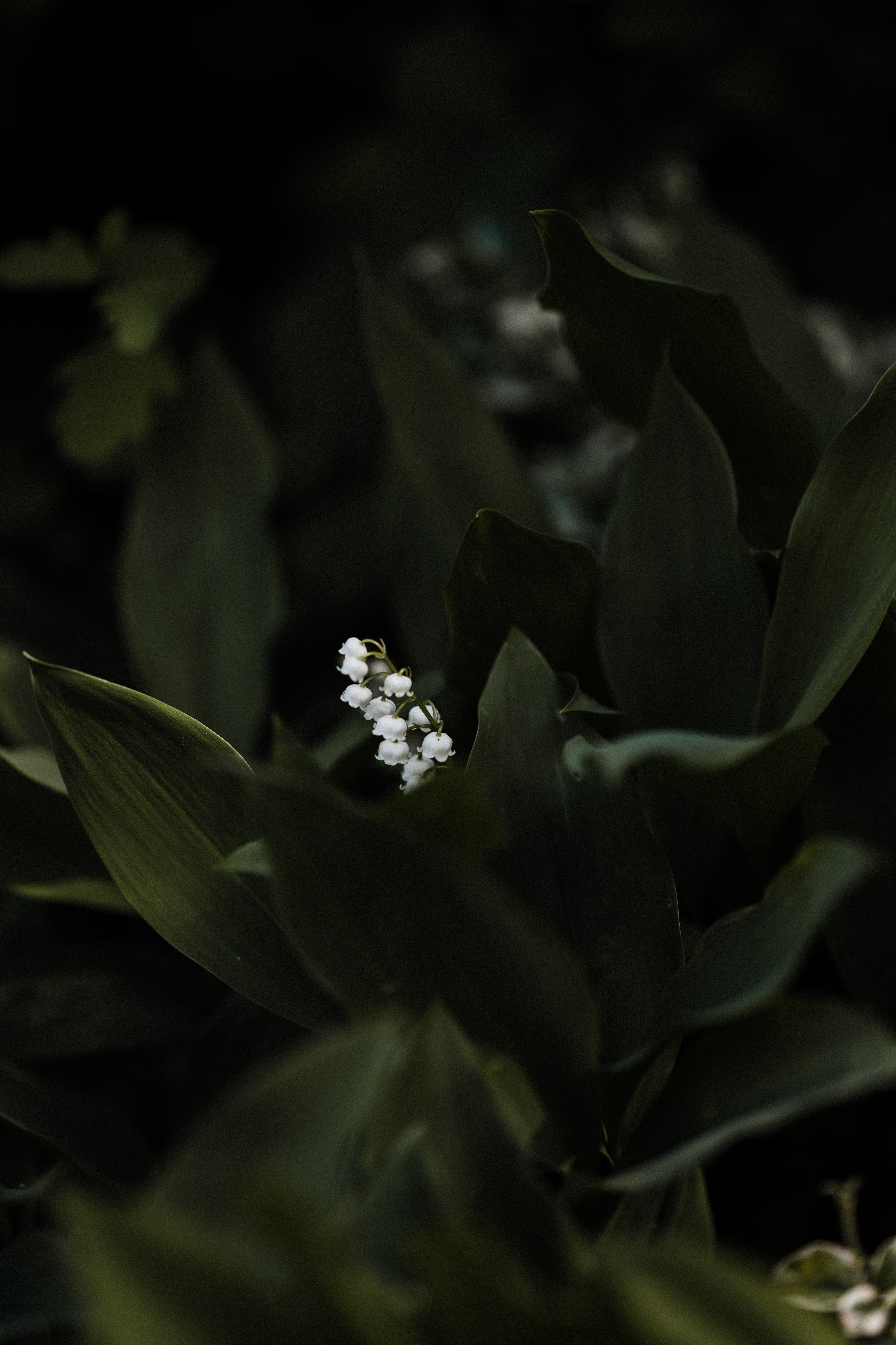 lily of the valley, flowers, leaves, flower, plant