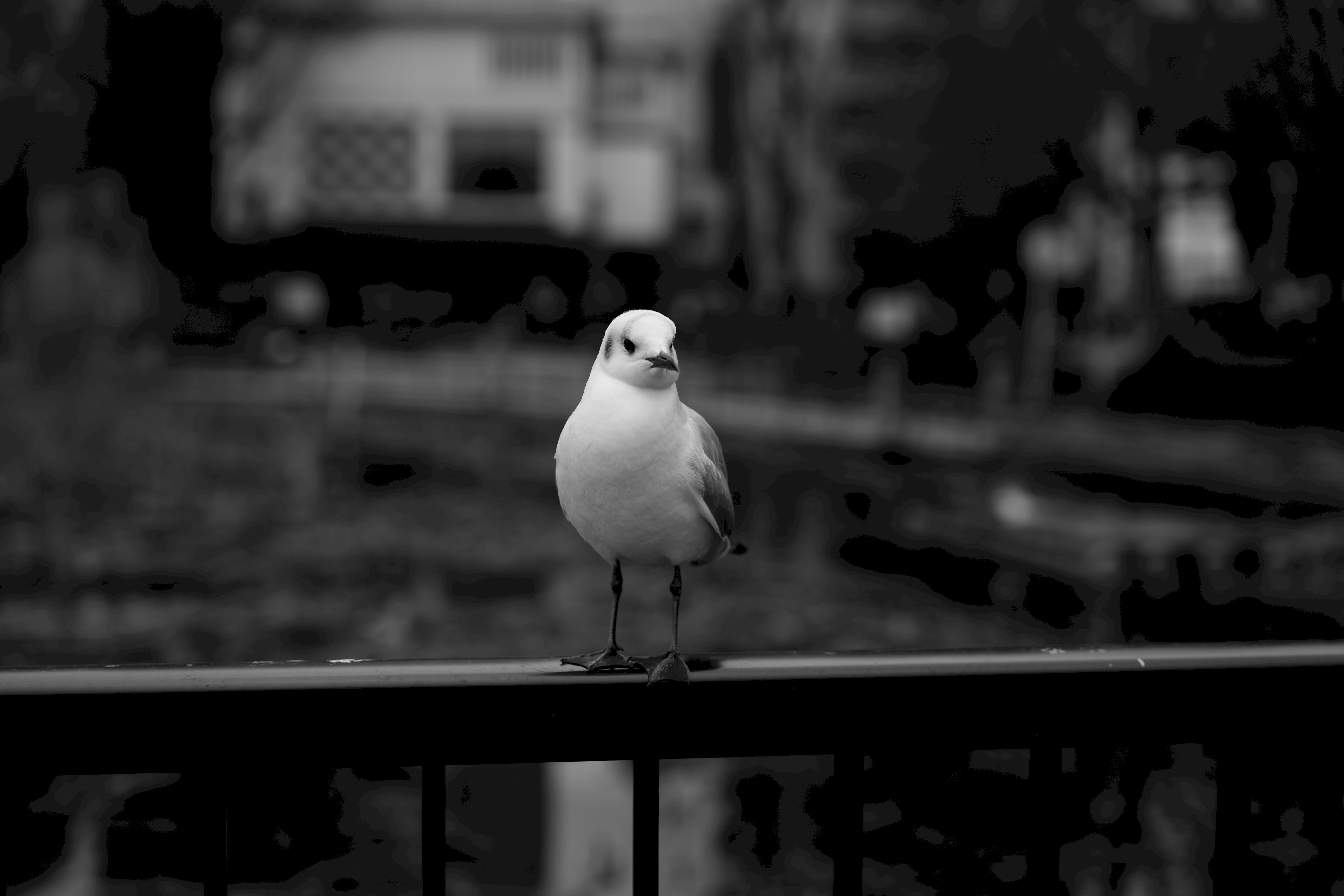animals, bird, blur, smooth, bw, chb, gull, seagull Smartphone Background