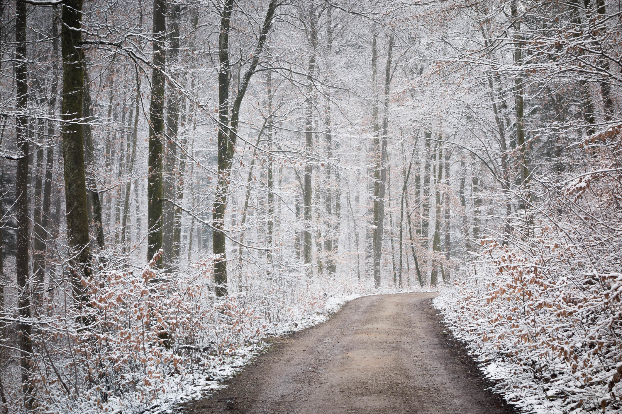 earth, nature, path, winter Snow Desktop Wallpaper