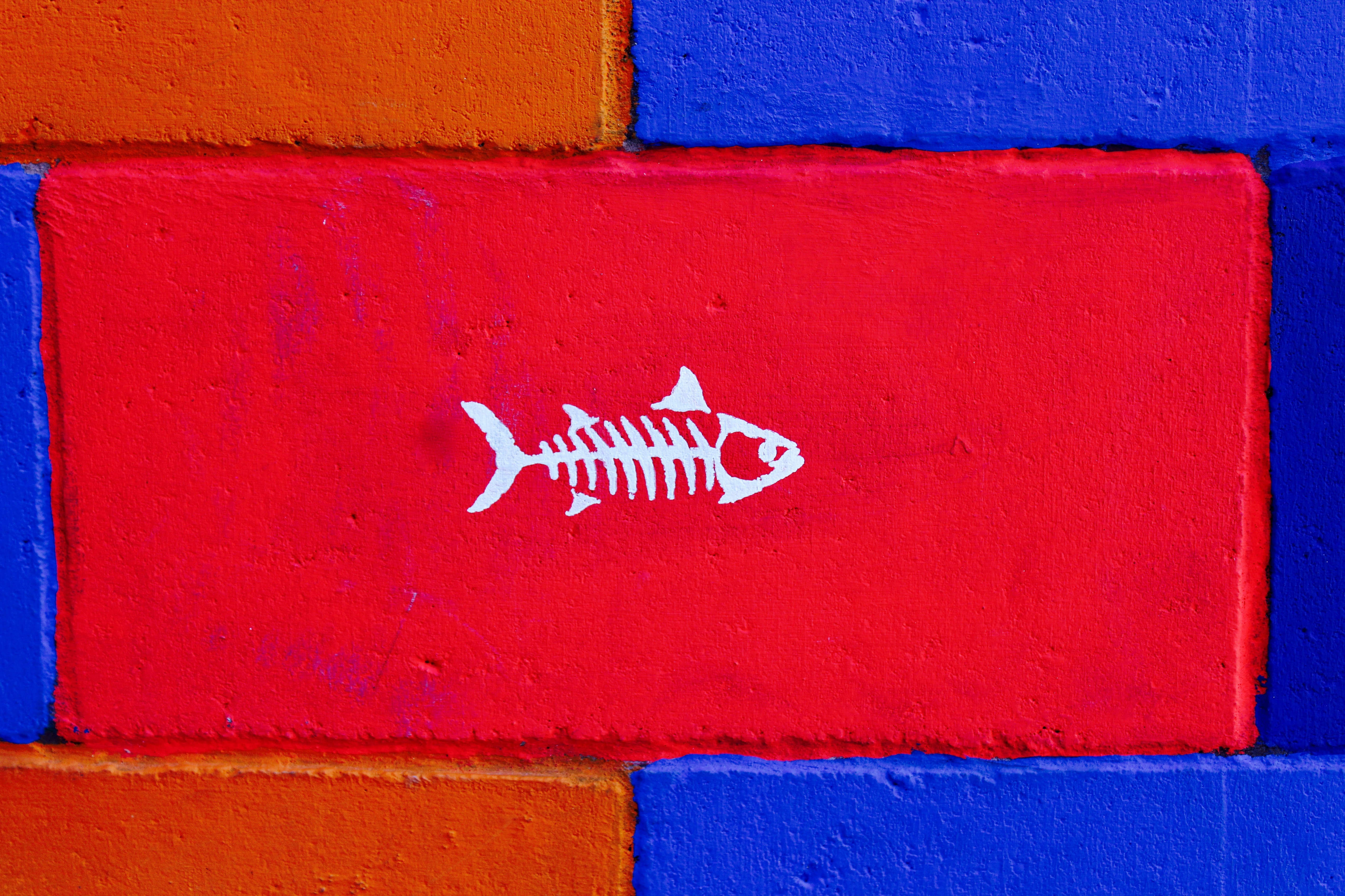 102900 Bildschirmschoner und Hintergrundbilder Ein Fisch auf Ihrem Telefon. Laden Sie kunst, minimalismus, farbe, wand, ein fisch, fisch Bilder kostenlos herunter