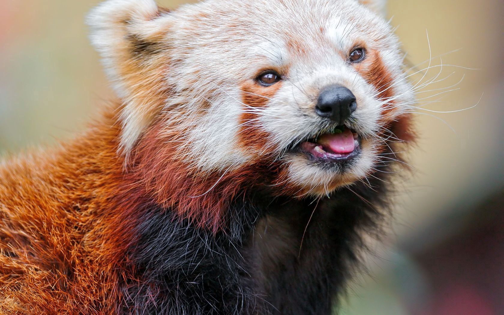 80559 Hintergrundbild herunterladen tiere, schnauze, farbe, sicht, meinung, tier, roter panda - Bildschirmschoner und Bilder kostenlos