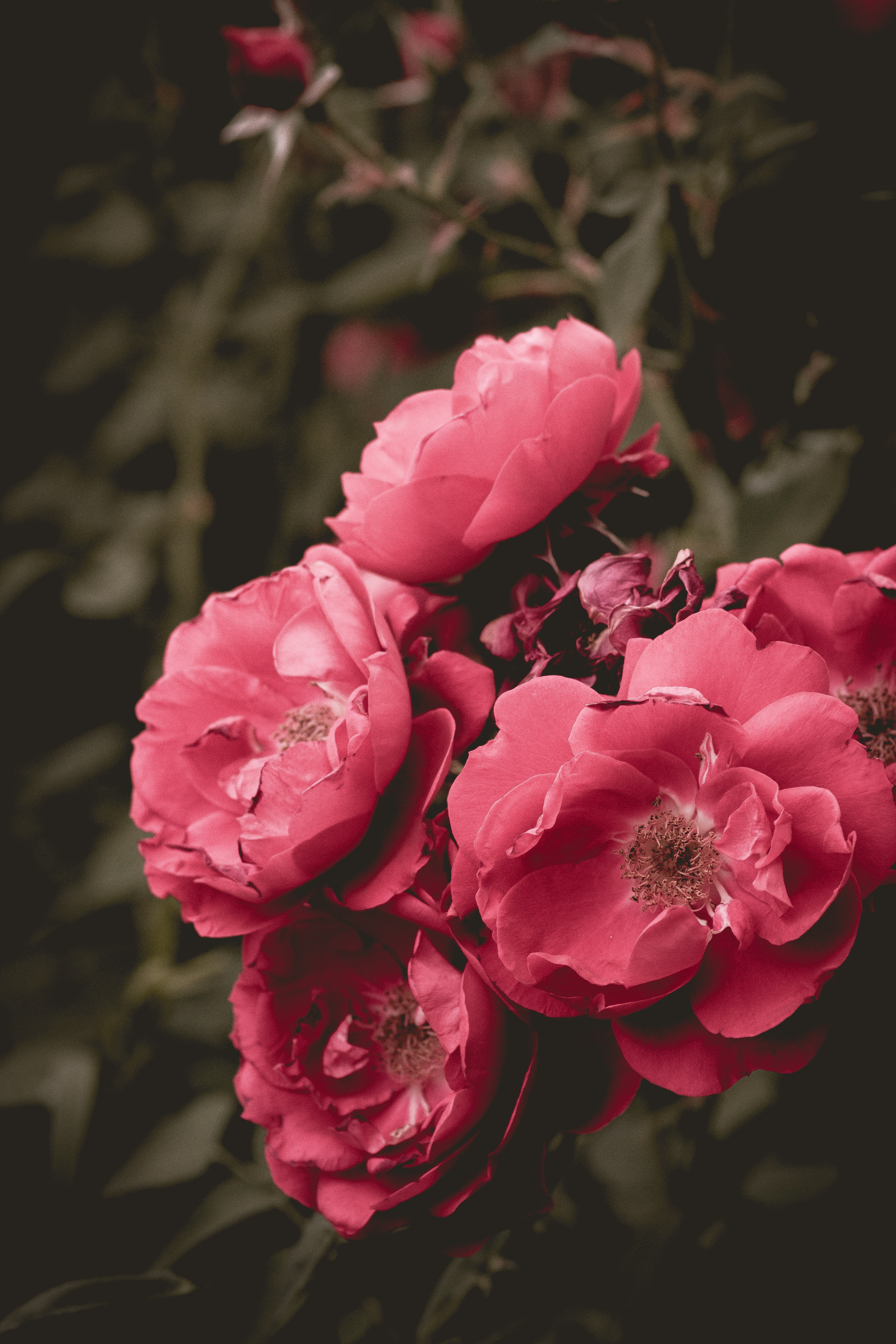 flowering, flowers, pink, bush, flower, bloom, wild rose 1080p