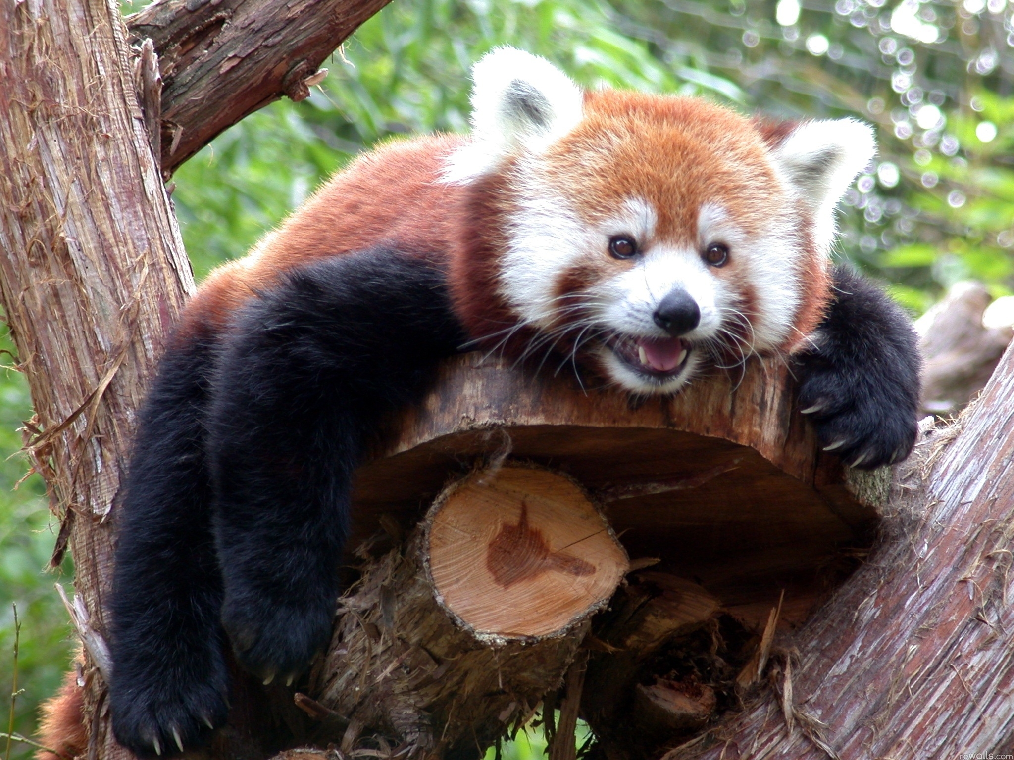 130698 Bildschirmschoner und Hintergrundbilder Roter Panda auf Ihrem Telefon. Laden Sie tiere, holz, sich hinlegen, liegen, baum, schnauze, ast, zweig, roter panda Bilder kostenlos herunter