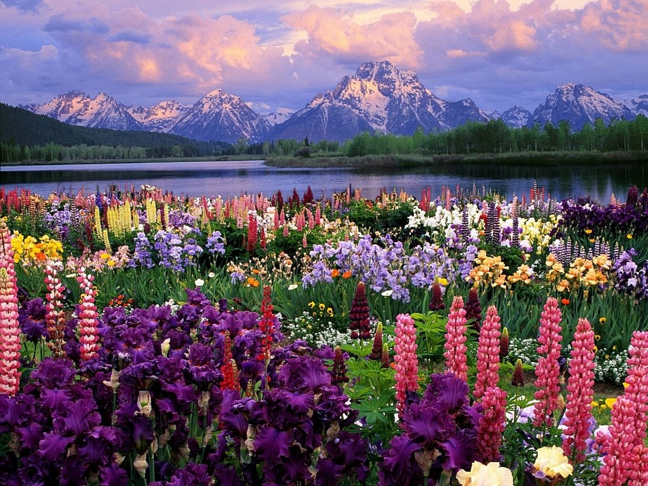 Free Pure Wallpapers mountain, lupine, flower, earth