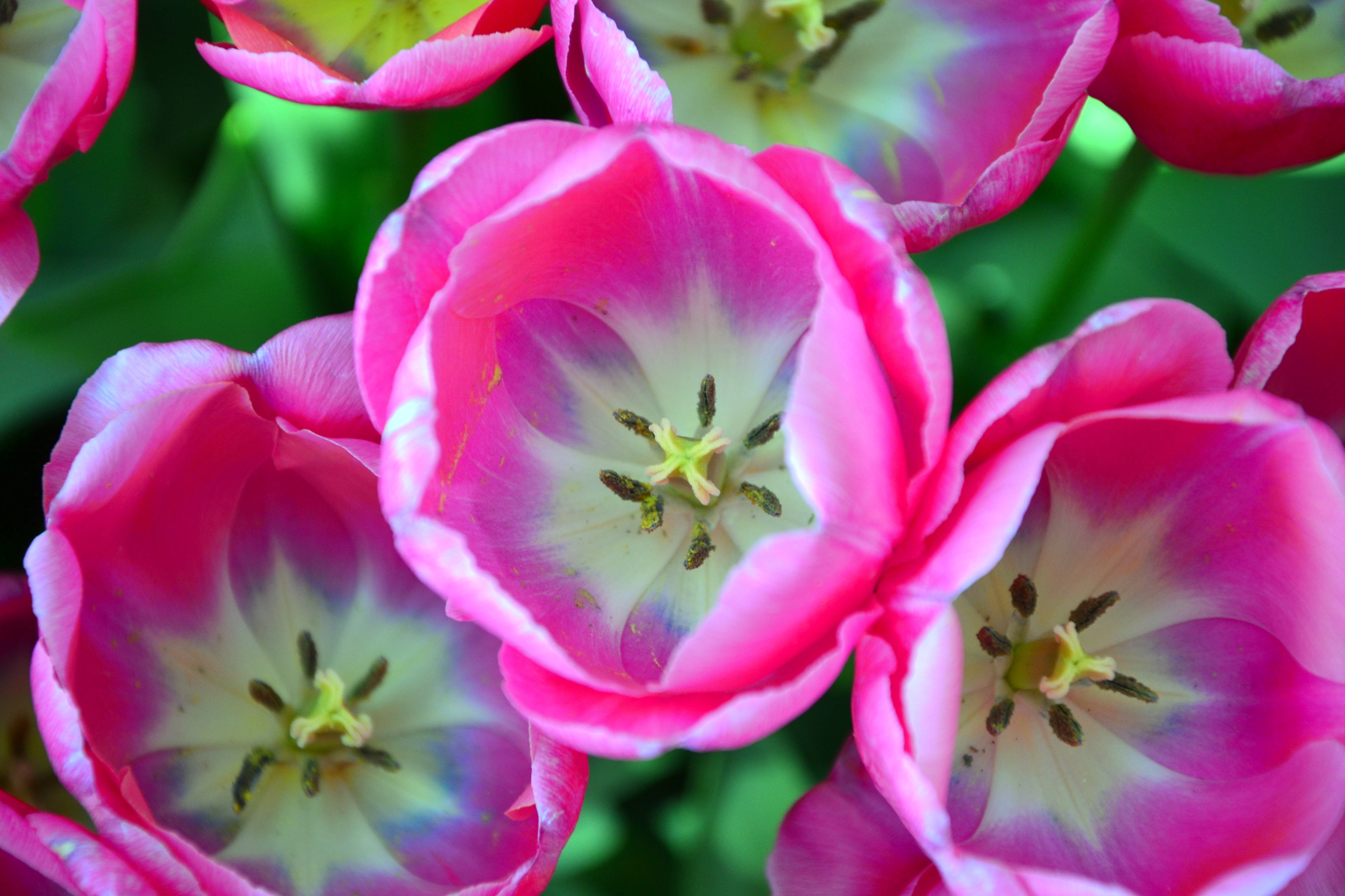 Widescreen image pink, tulips, flowers, close-up