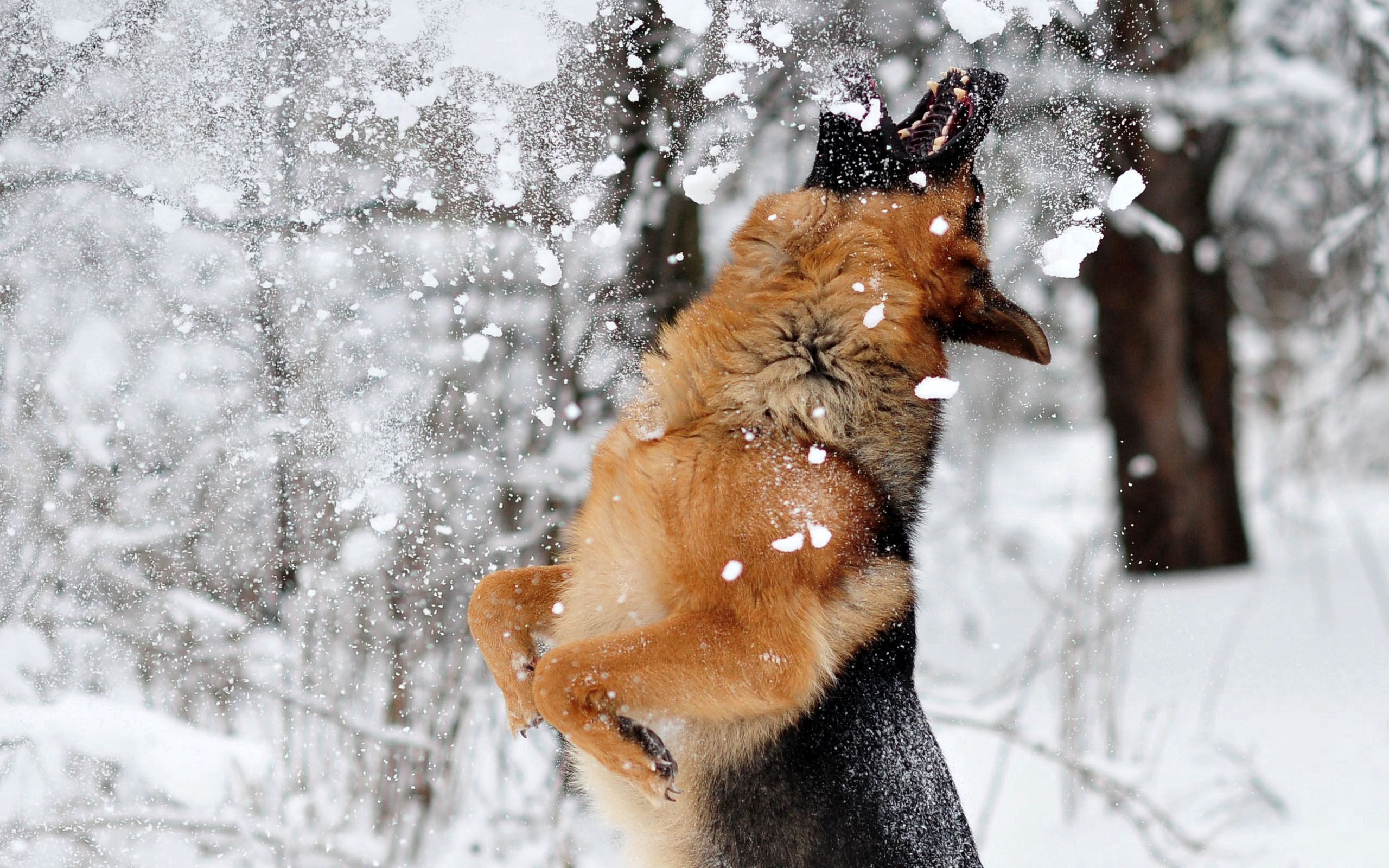 animals, dog, bounce, snow Vertical Wallpapers