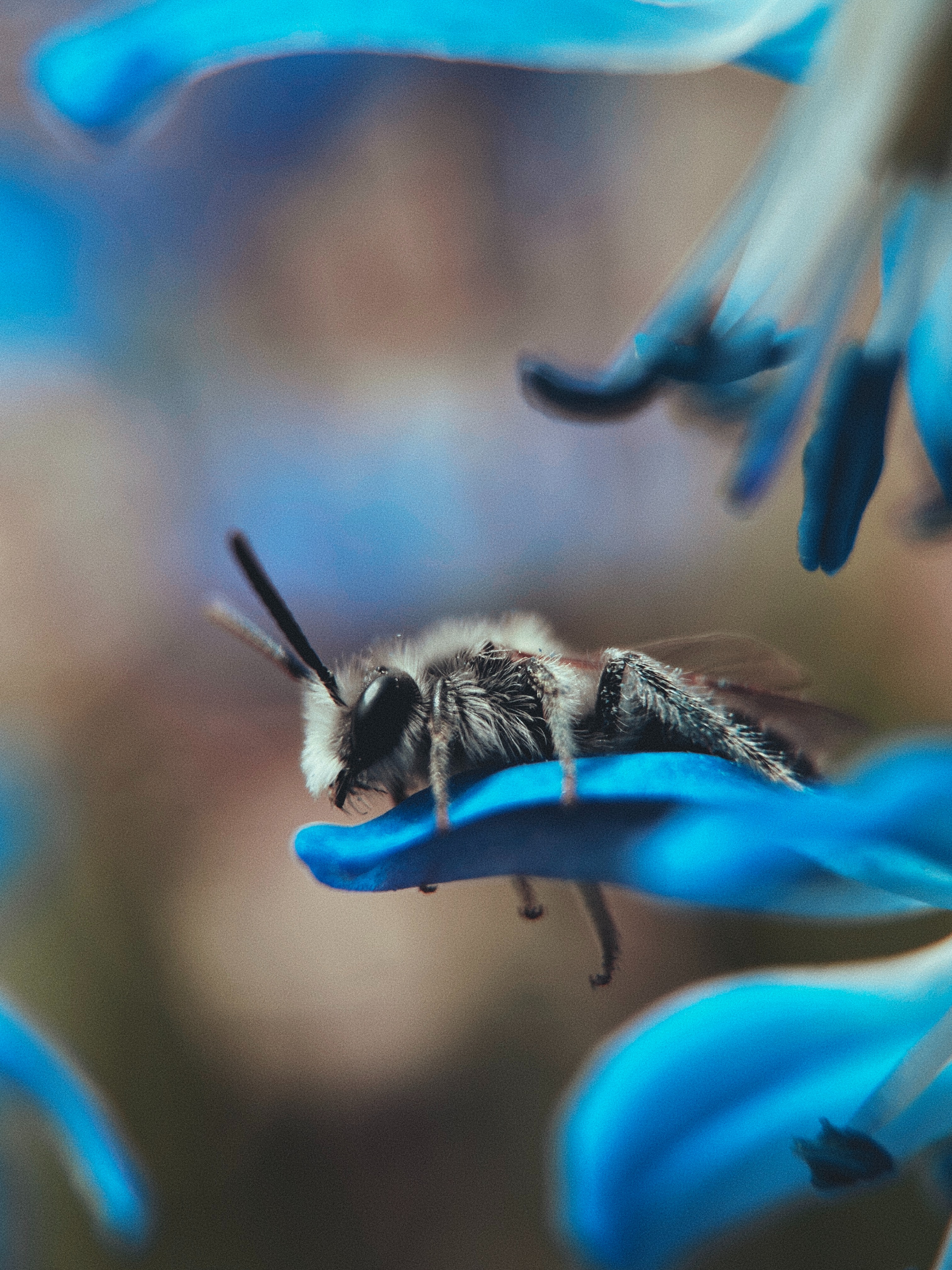 128402 Screensavers and Wallpapers Bee for phone. Download animals, flower, macro, insect, bee pictures for free