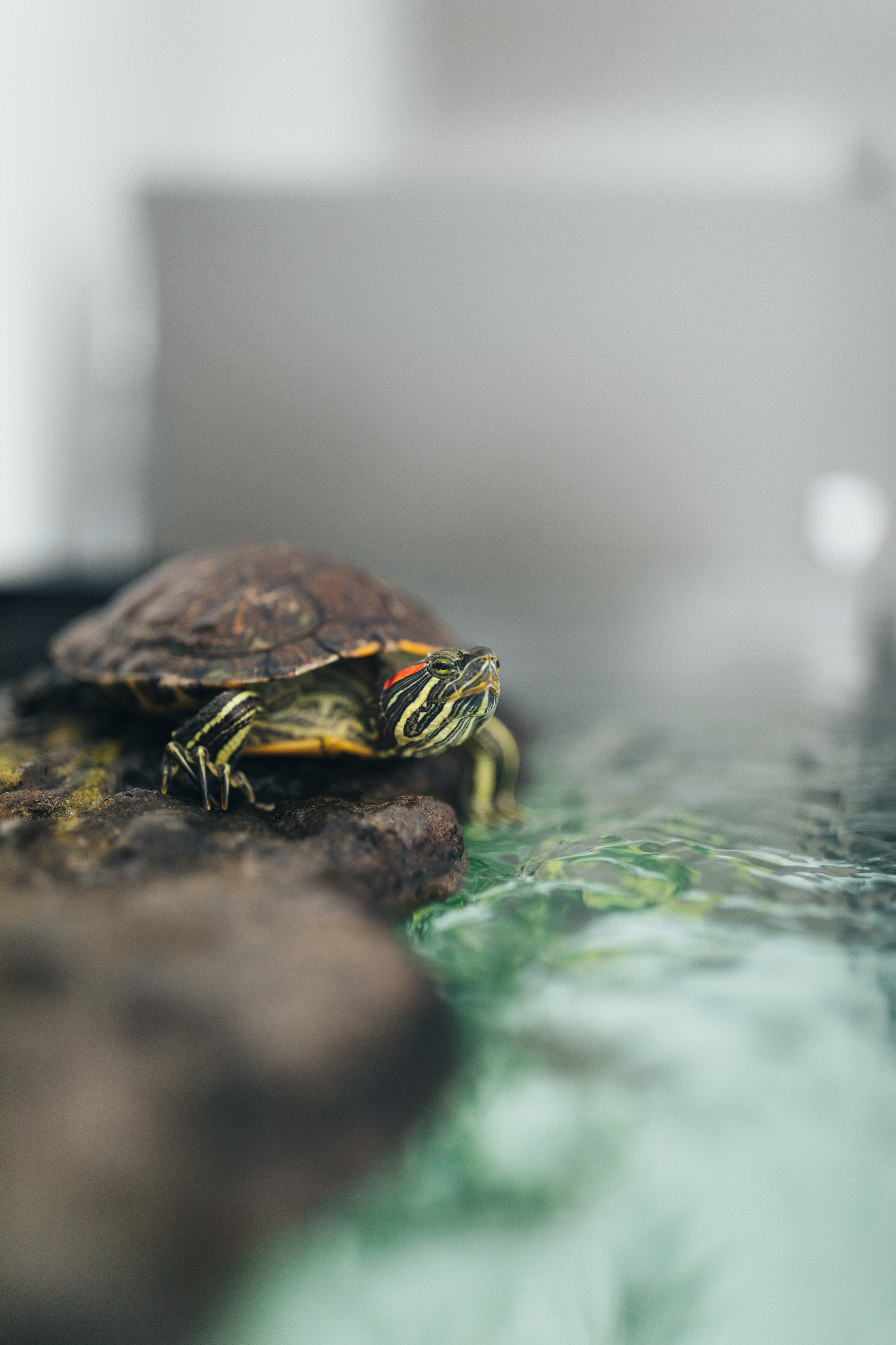 100839 download wallpaper animals, water, animal, carapace, shell, turtle screensavers and pictures for free