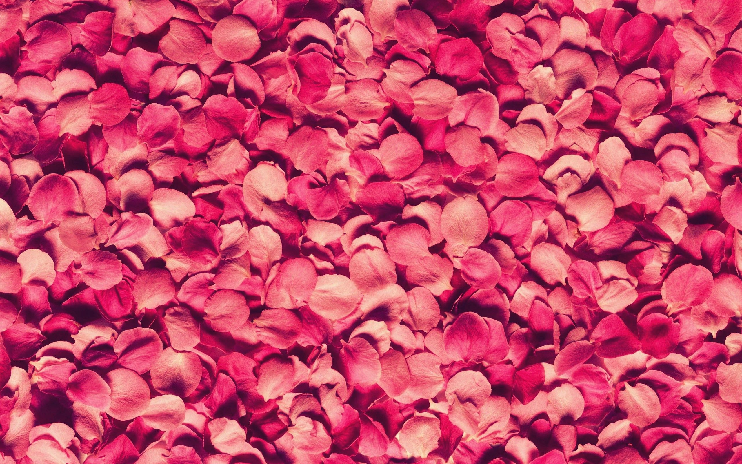 Cool Backgrounds red, textures, petals, texture Rose