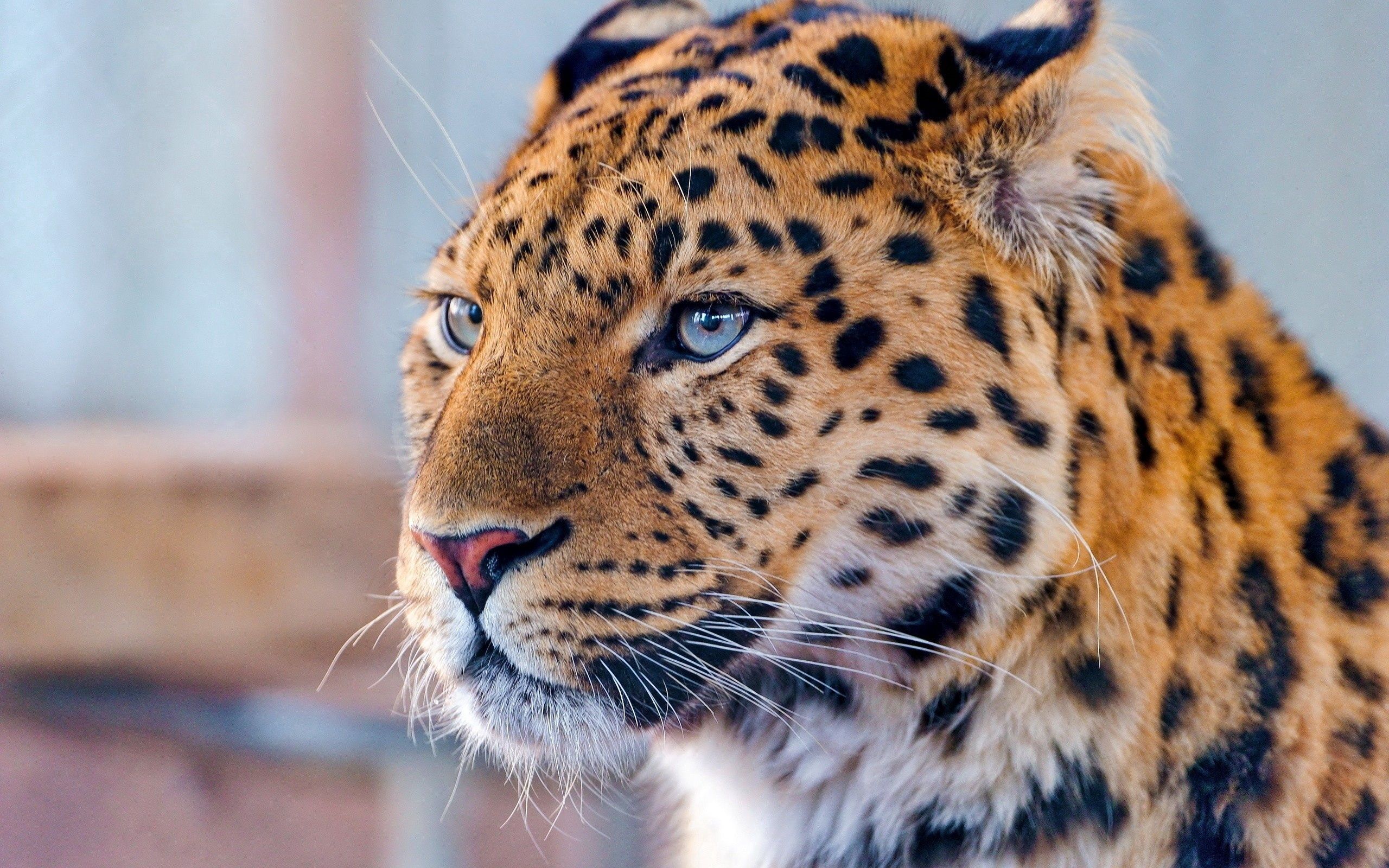 animals, opinion, predator, leopard Vertical Wallpapers