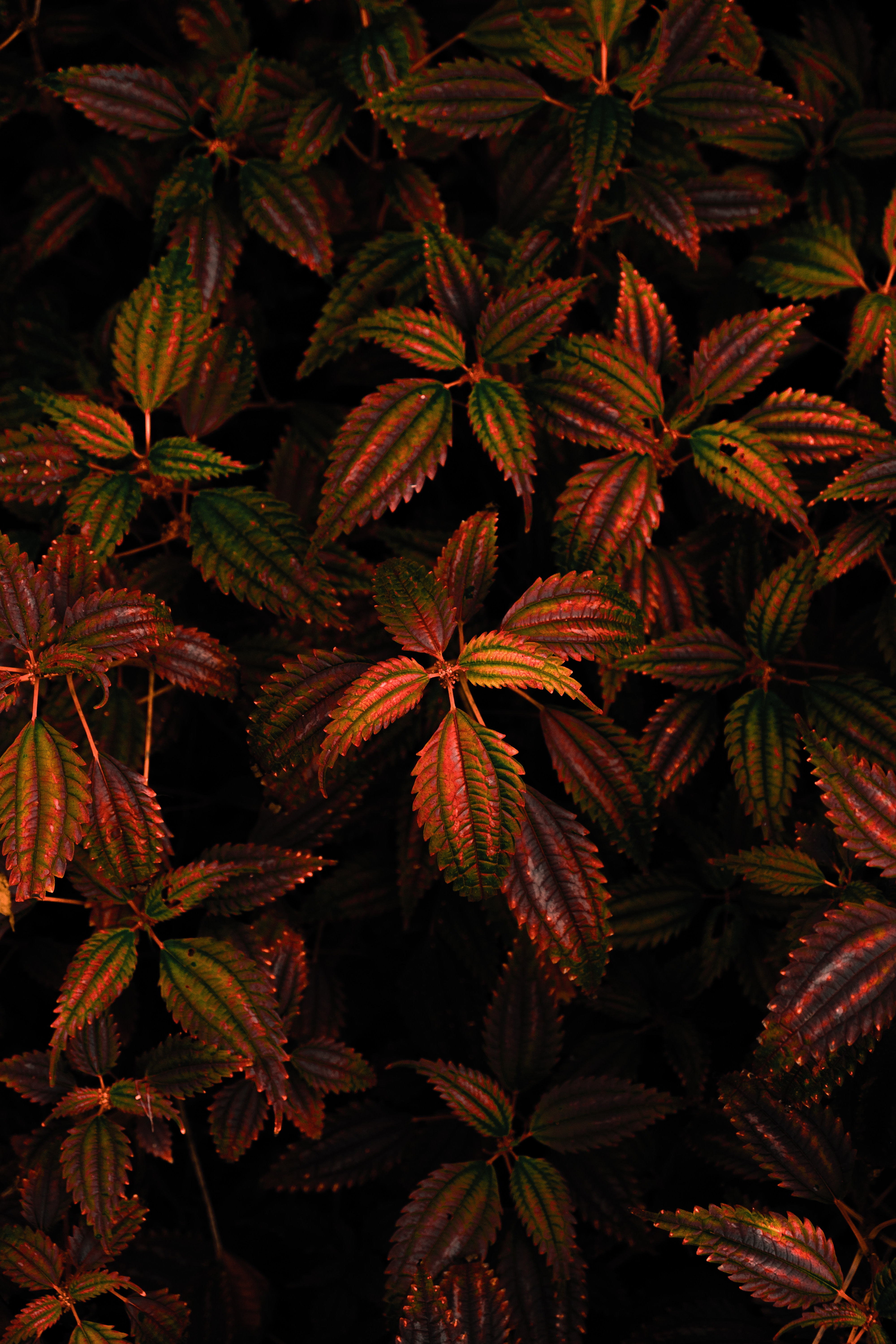 Laden Sie das Natur, Blätter, Dunkel, Geschnitzt, Ast, Zweig-Bild kostenlos auf Ihren PC-Desktop herunter