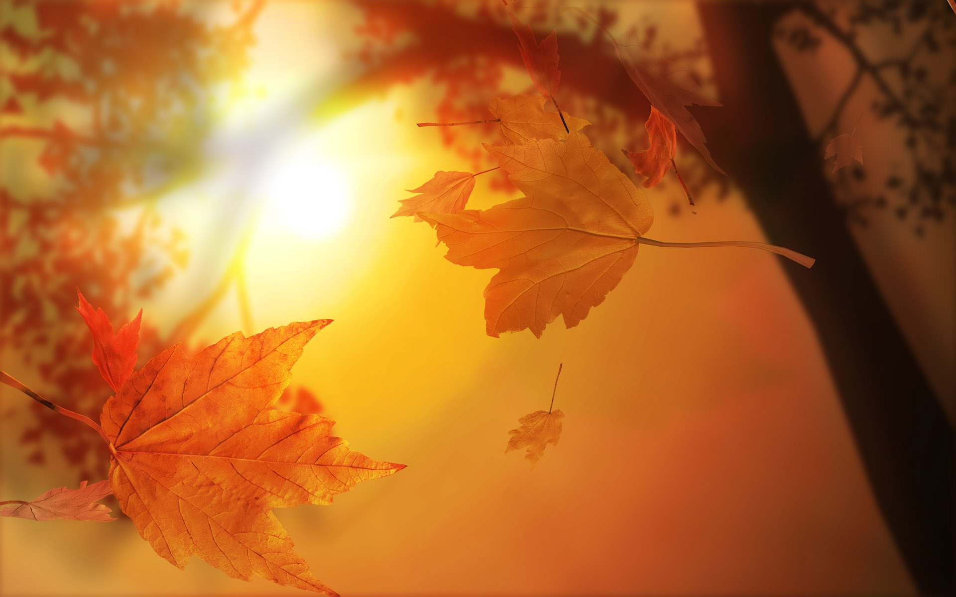 orange, autumn, background Leaves HD Android Wallpapers