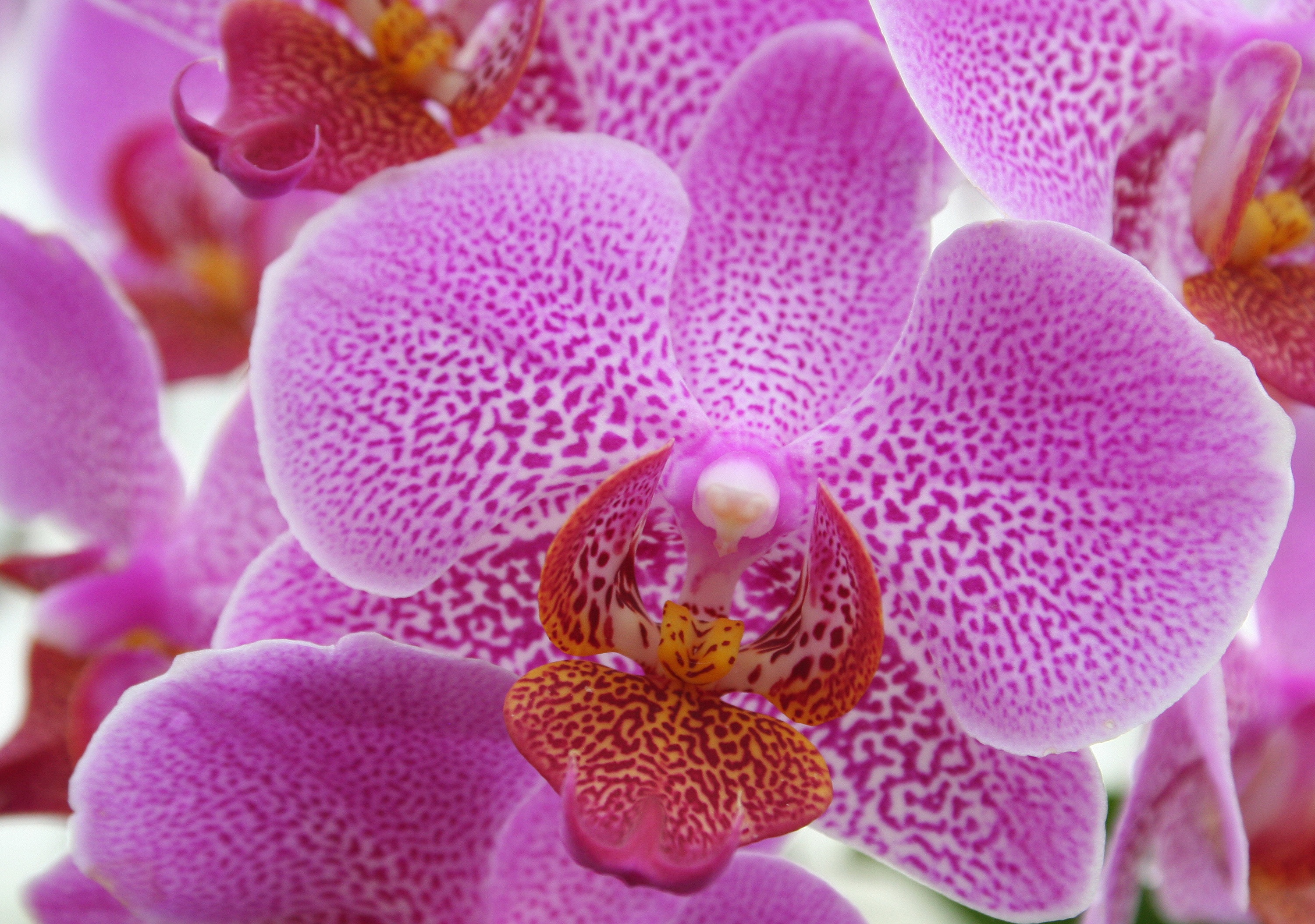 98228 Bildschirmschoner und Hintergrundbilder Orchidee auf Ihrem Telefon. Laden Sie orchid, blume, makro, rosa Bilder kostenlos herunter