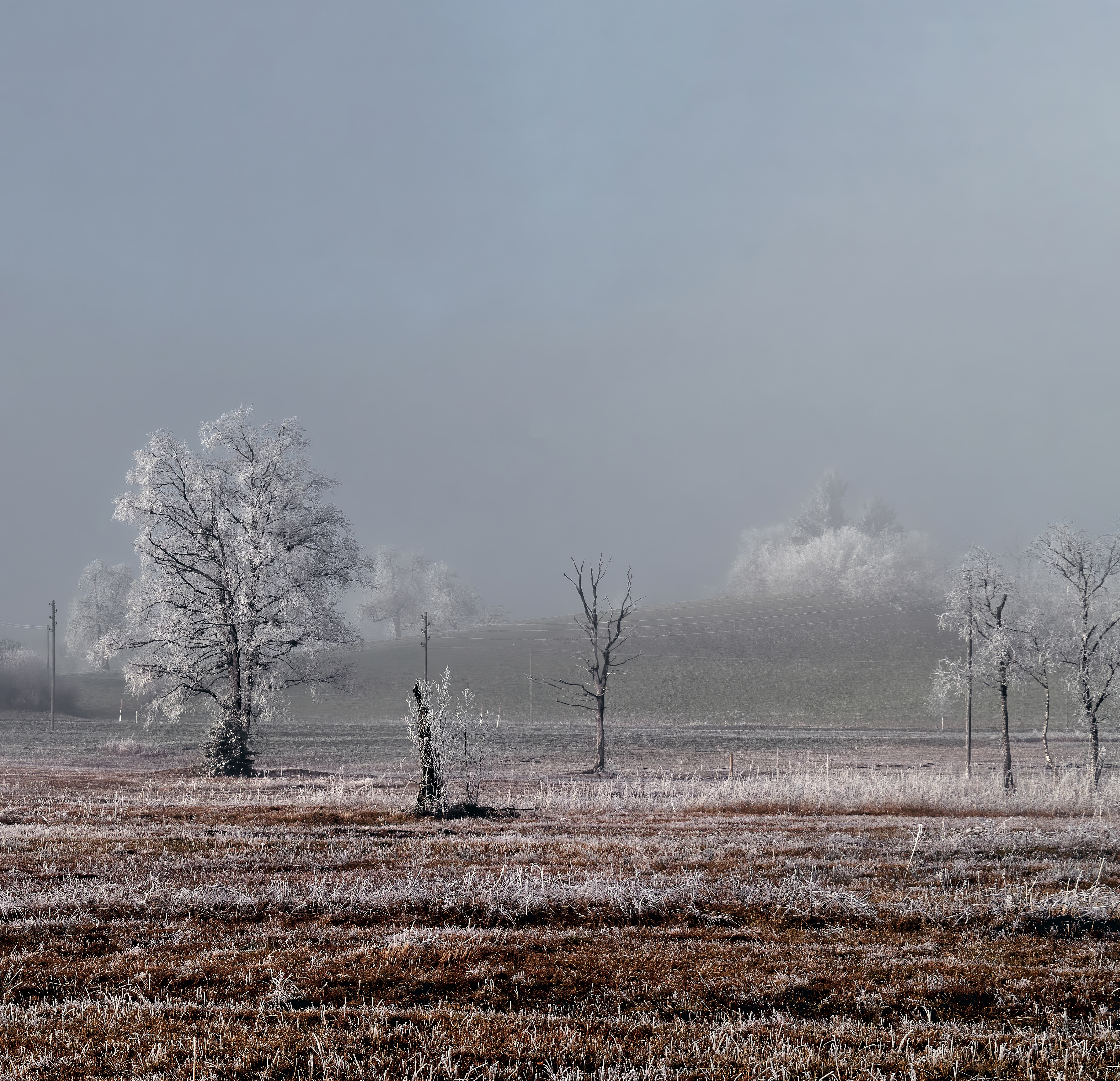 nature, landscape, winter, trees, field, frost HD wallpaper