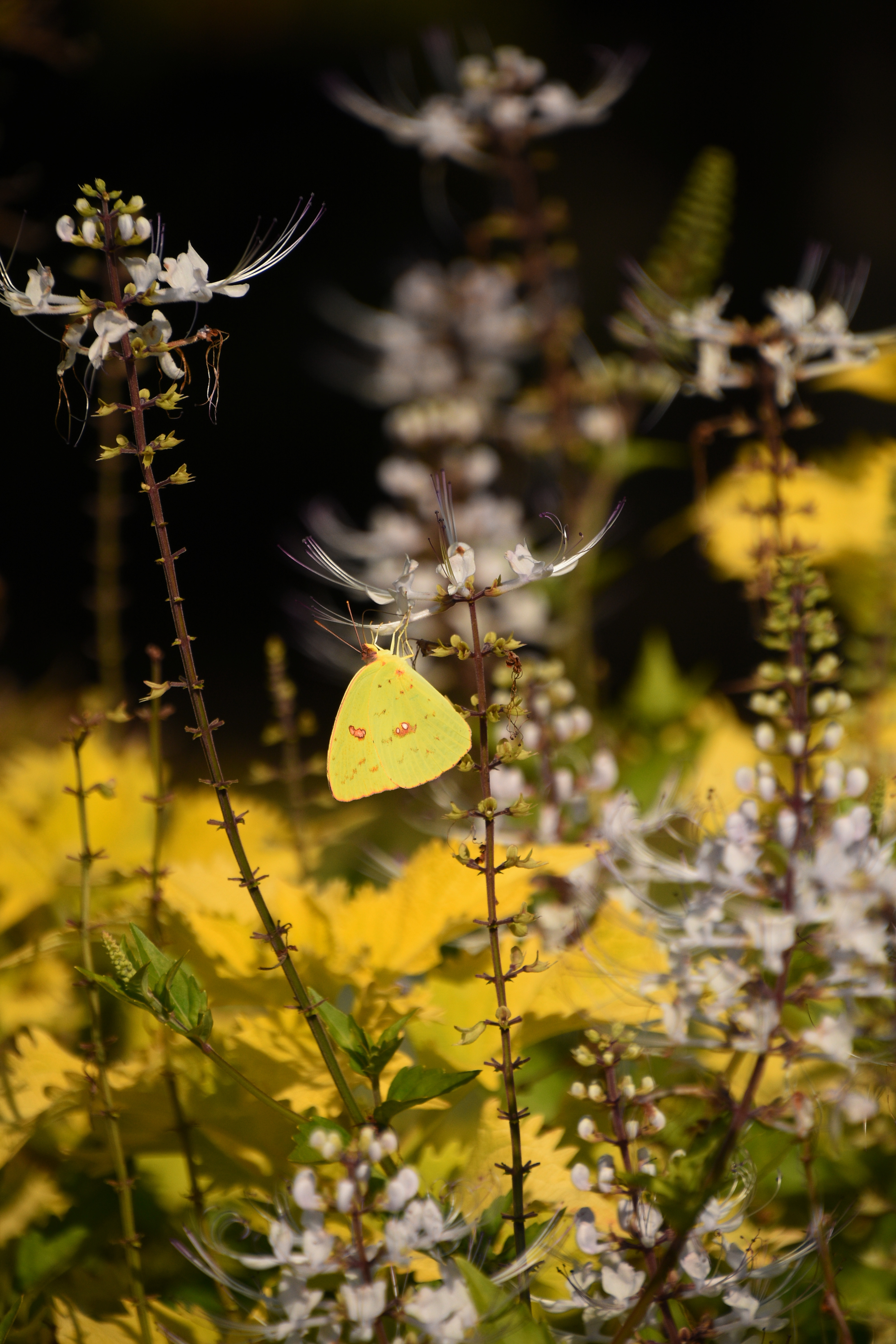 Mobile wallpaper flowers, yellow, macro, insect, butterfly